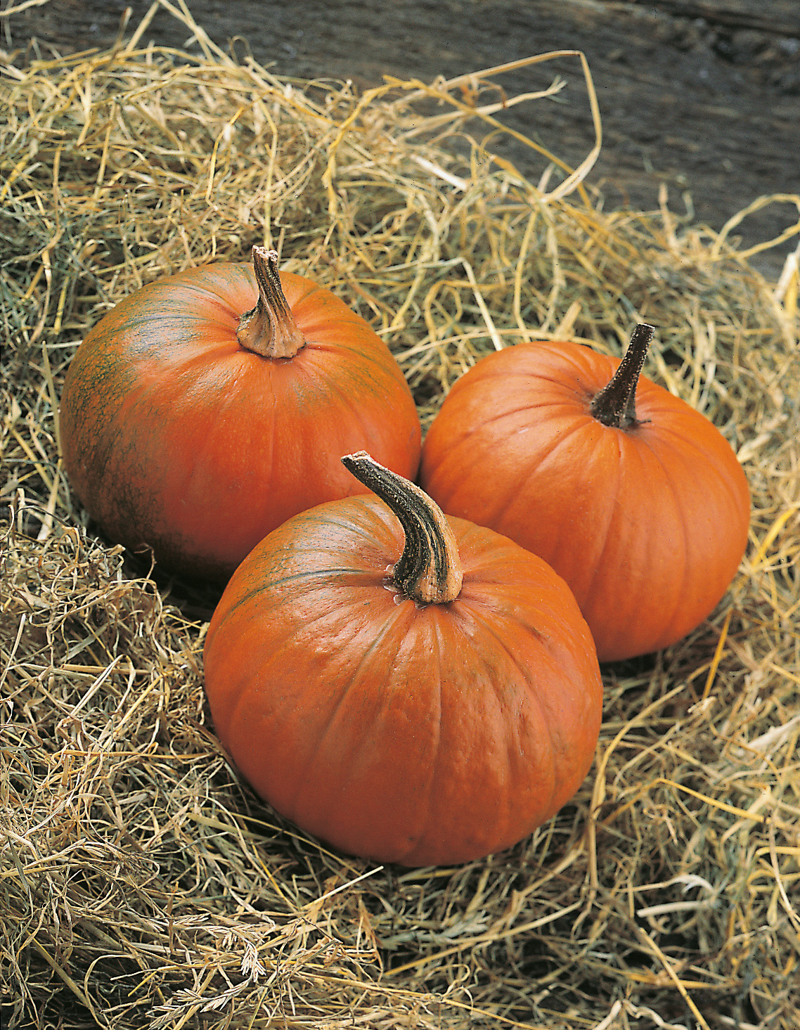 Speisekürbis Baby Bear