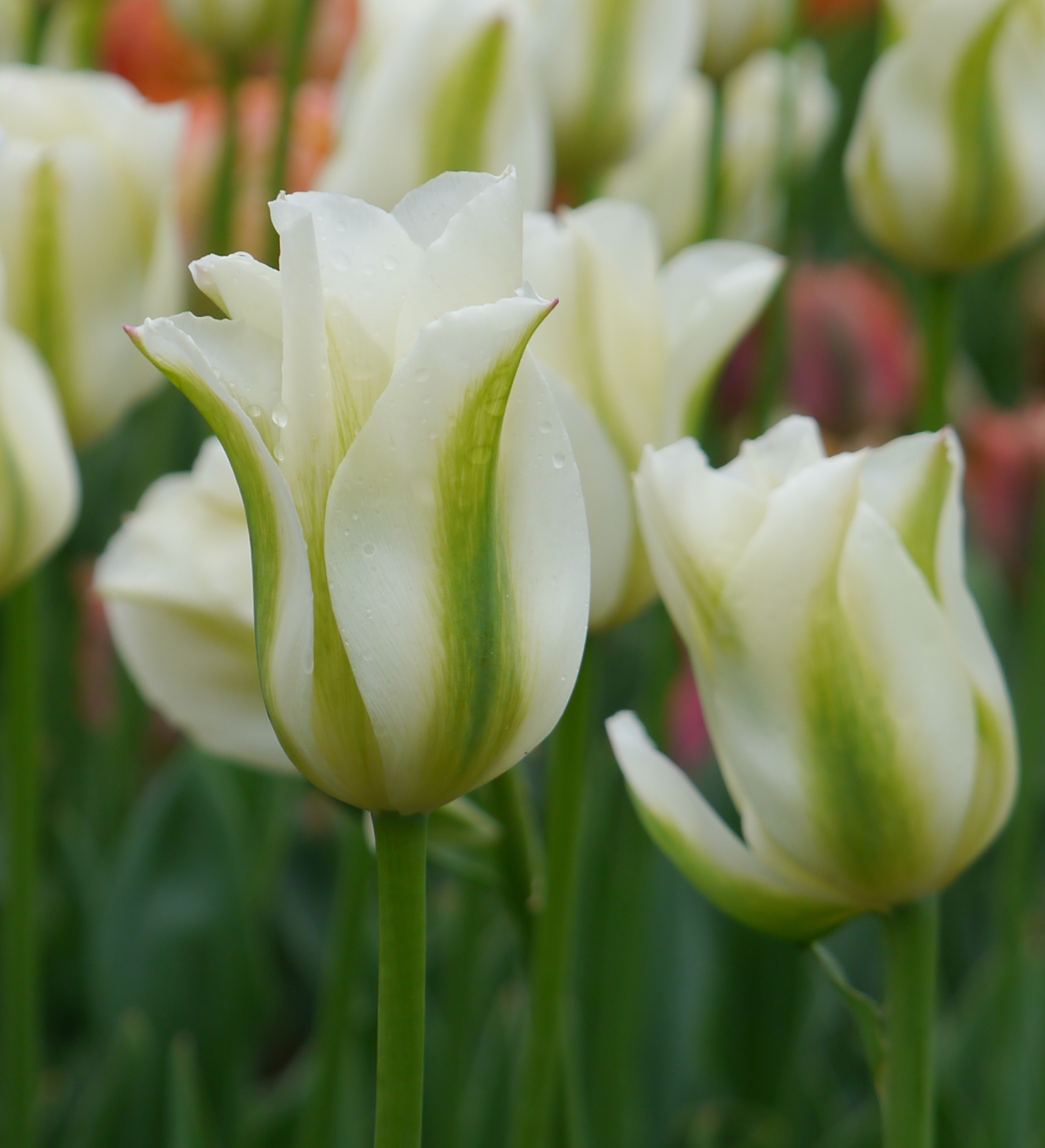 Weiße Tulpenblüten mit grünen Akzenten und Wassertropfen, blühend im Garten