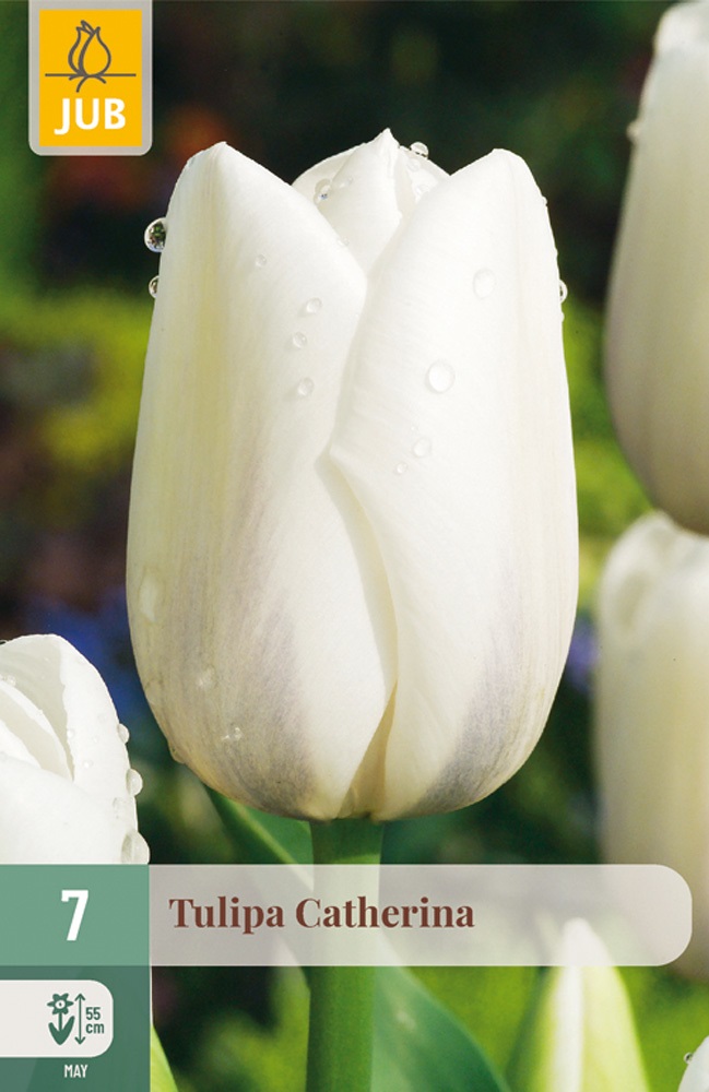 Einfache späte Tulpen Catharina