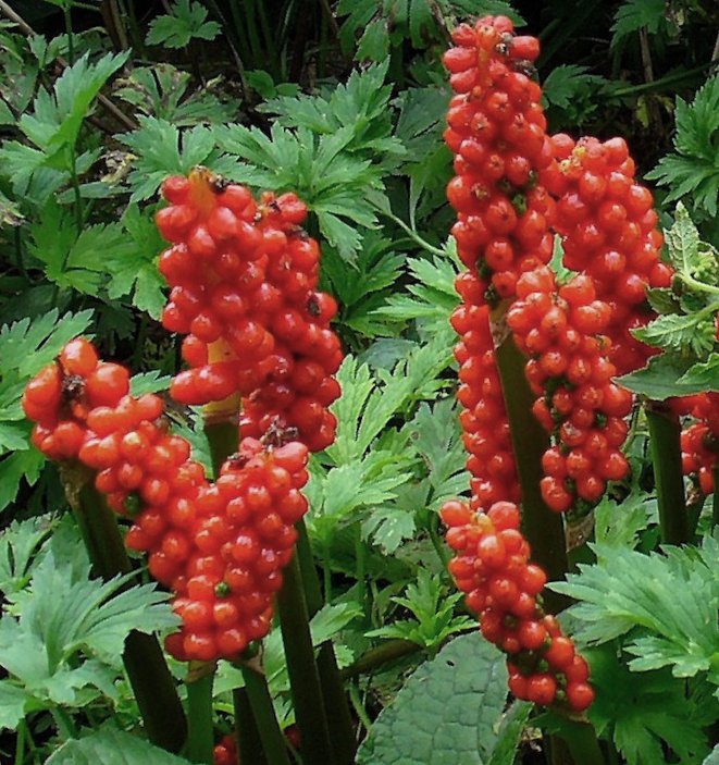 Rote Beerenstände des Aronstabs (Arum) auf grünen Stielen vor grünem Blattwerk, Gartenaufnahme