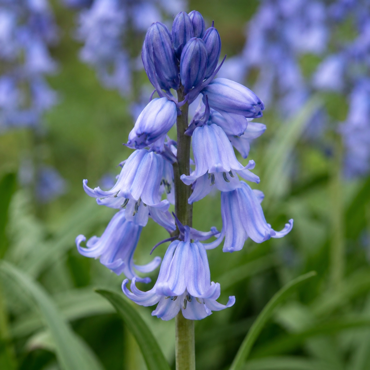 Hyacinthoides hispanica Excelsior