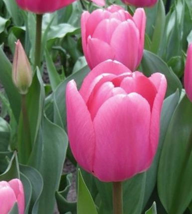 224212_D.-H.-Tulpen Big Love Nahaufnahme rosa Tulpen mit grünen Blättern und einer Knospe im Blumenbeet, frische Frühlingsblüte
