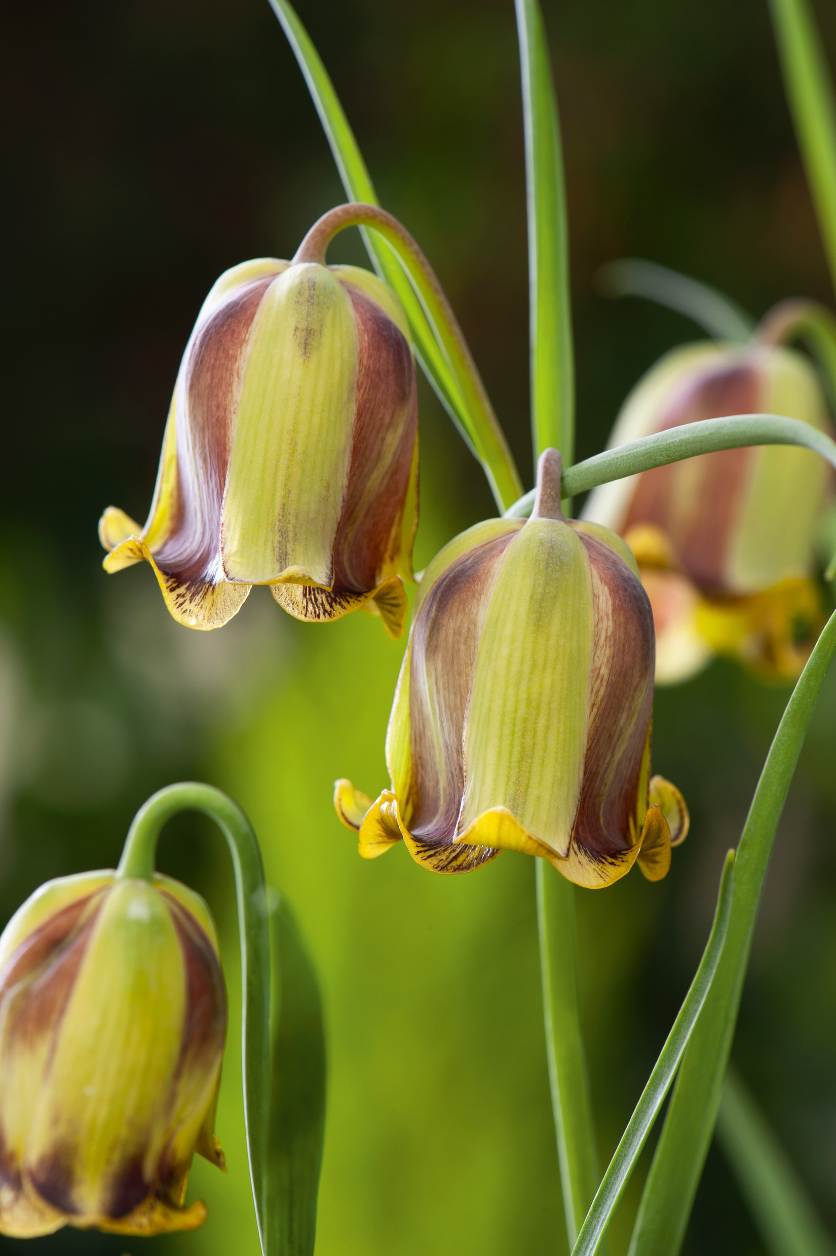 Nahaufnahme dreier gelb-brauner, glockenförmiger Fritillaria-Blüten an grünen Stängeln vor unscharfem Hintergrund