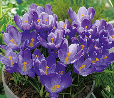 Krokusse Blue Ocean