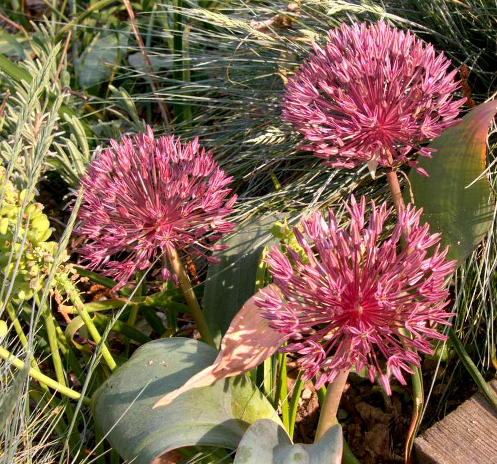 255061_Allium nevskianum Drei violett-pinke Kugelblüten des Zierlauchs (Allium) im Garten zwischen grünen Blättern und Gras