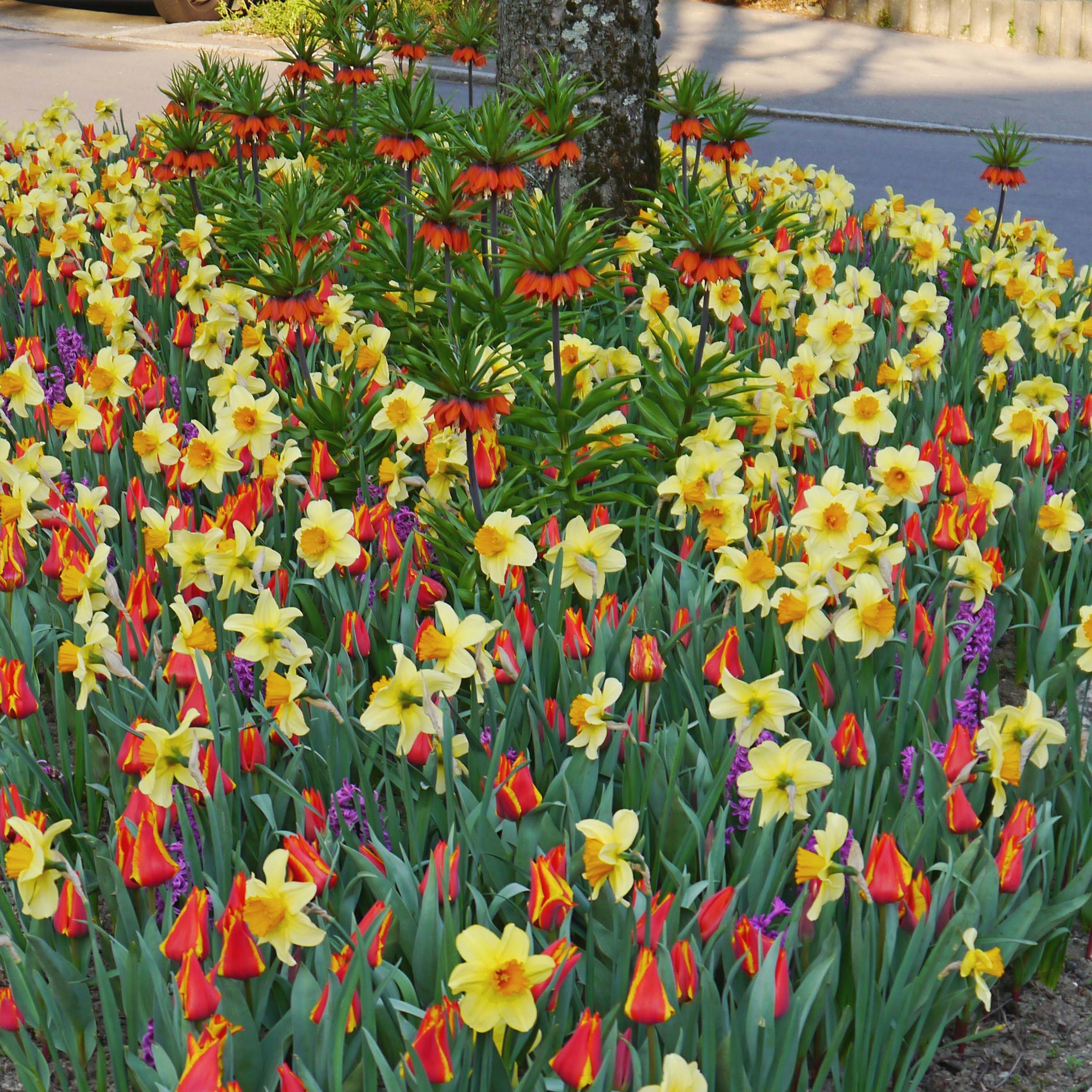 Blumenzwiebel-Mischung Joyful