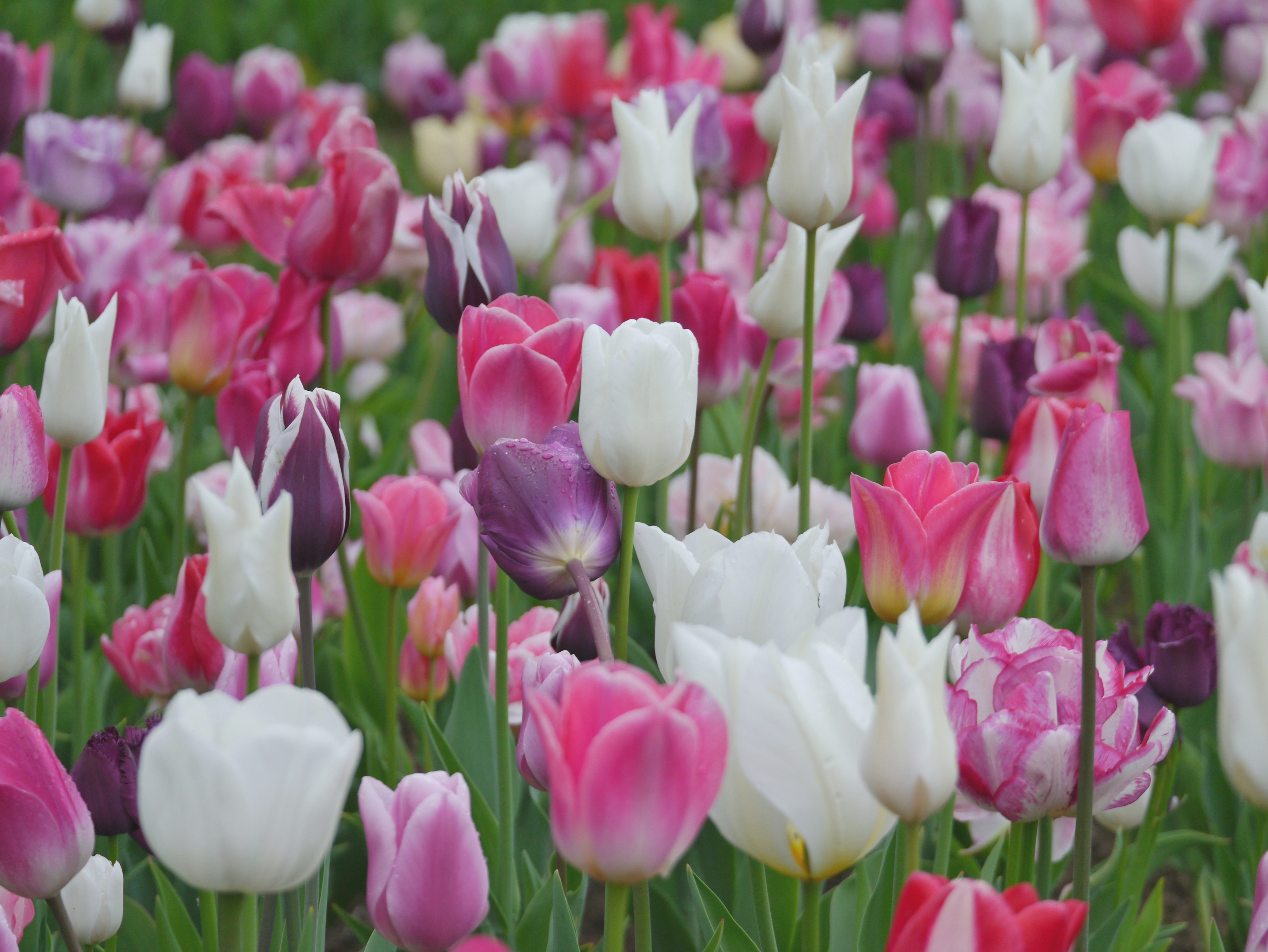 22004_Lilly Felicitas Nahaufnahme eines Tulpenbeets mit weißen, rosa und violetten Tulpen; einige Blüten zeigen Wassertropfen, dichte Frühlingsblüte