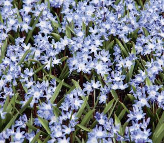 Chionodoxa luciliae