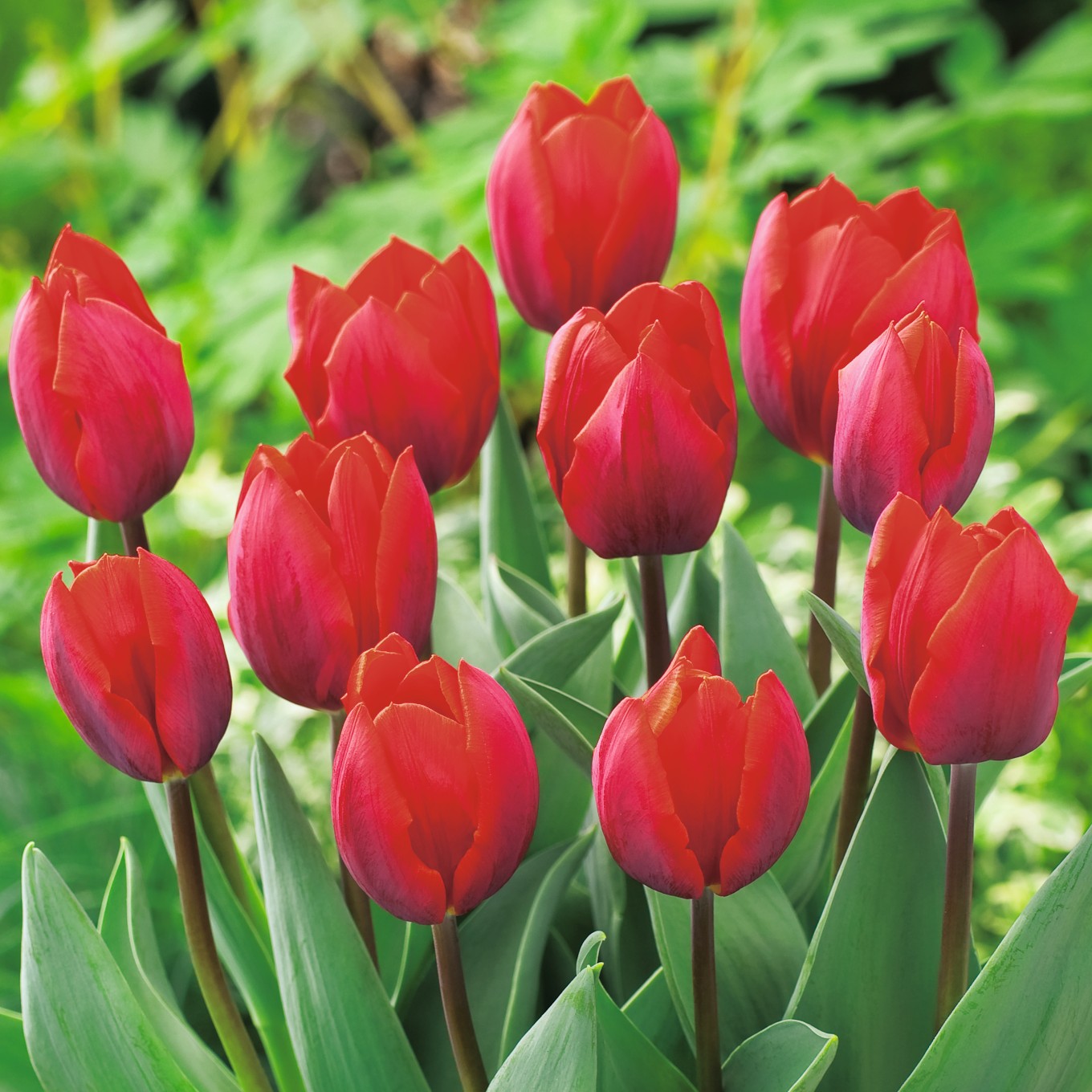 220112_Triumph-Tulpen Couleur Cardinal FM Mehrere rote Tulpen in voller Blüte in einem grünen Frühlingsbeet, Nahaufnahme mit sichtbaren Blättern und Stielen