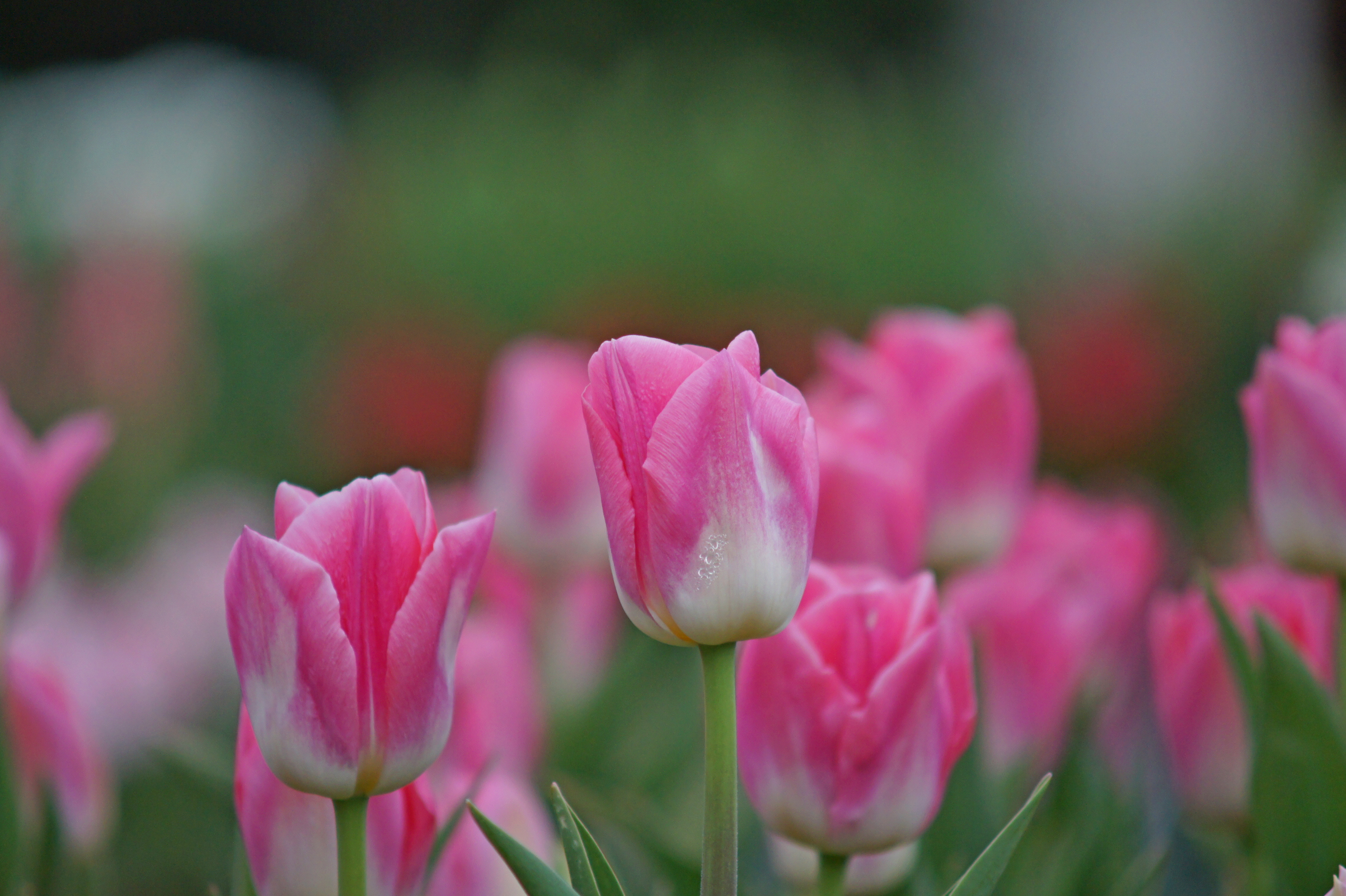 223432_Triumph-Tulpen Dynasty_1 Nahaufnahme mehrerer rosa-weißer Tulpen mit grünem Stiel und unscharfem Gartenhintergrund, Vordergrund fokussiert