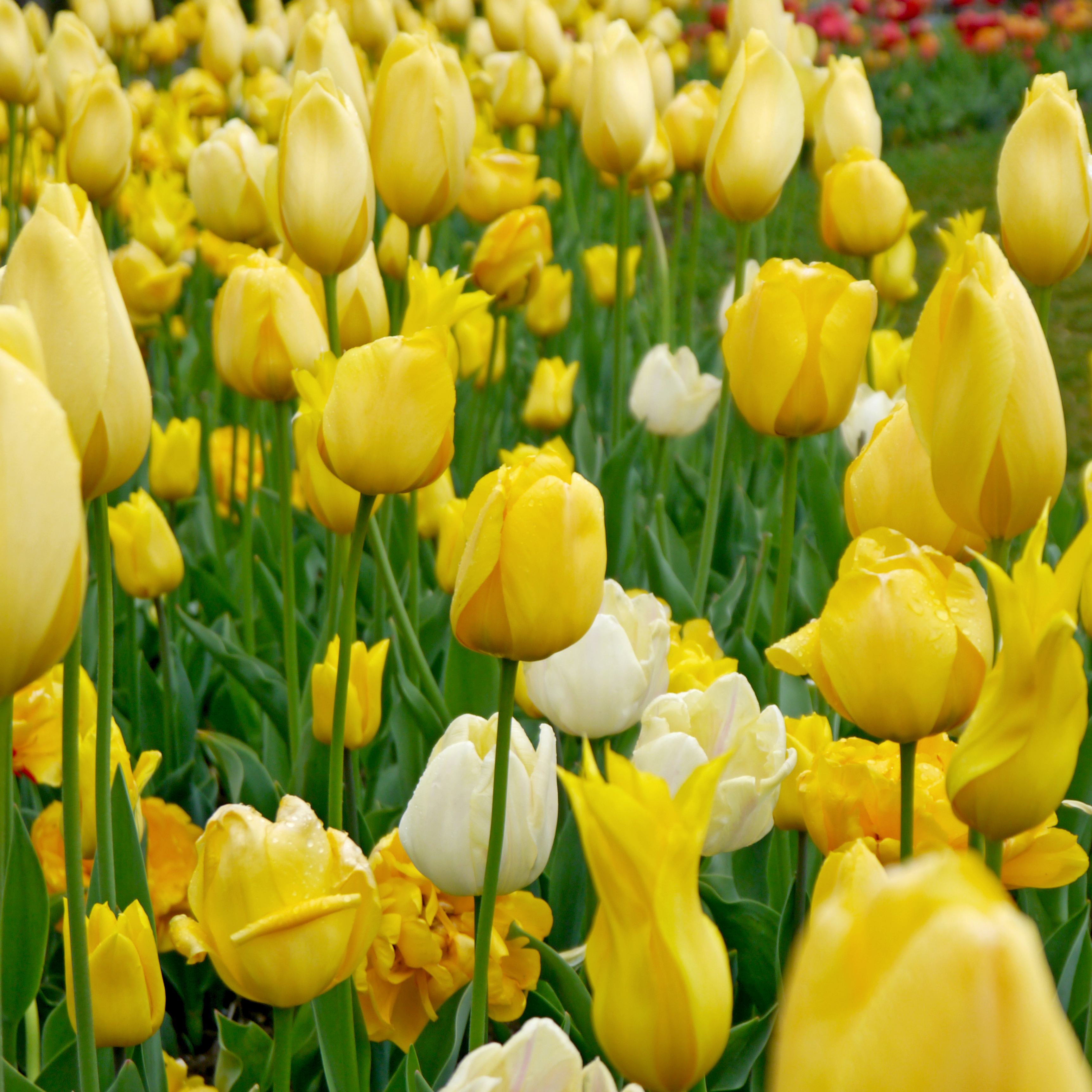 22013_Töne in Gelb Nahaufnahme eines dichten Blumenbeets mit leuchtend gelben Tulpen und vereinzelten weißen Tulpen, einige Blüten mit Wassertropfen