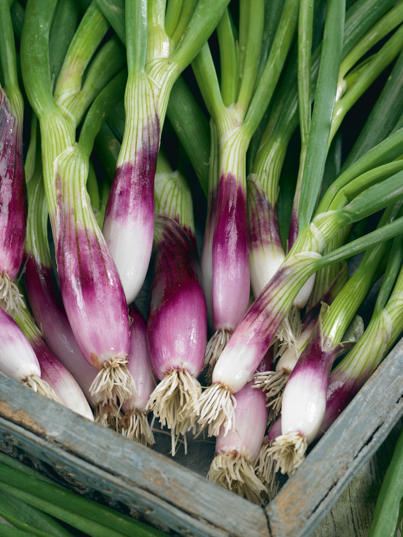 Lauchzwiebeln Rossa Lunga di Firenze