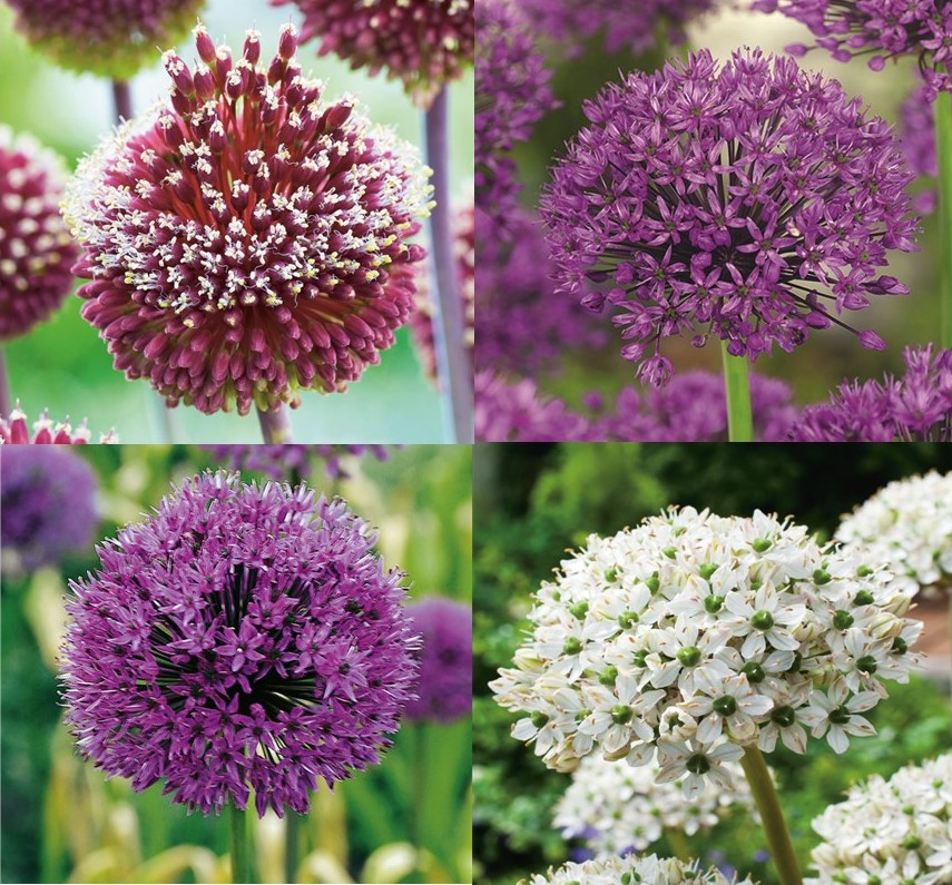 Allium-Mischung Quattro