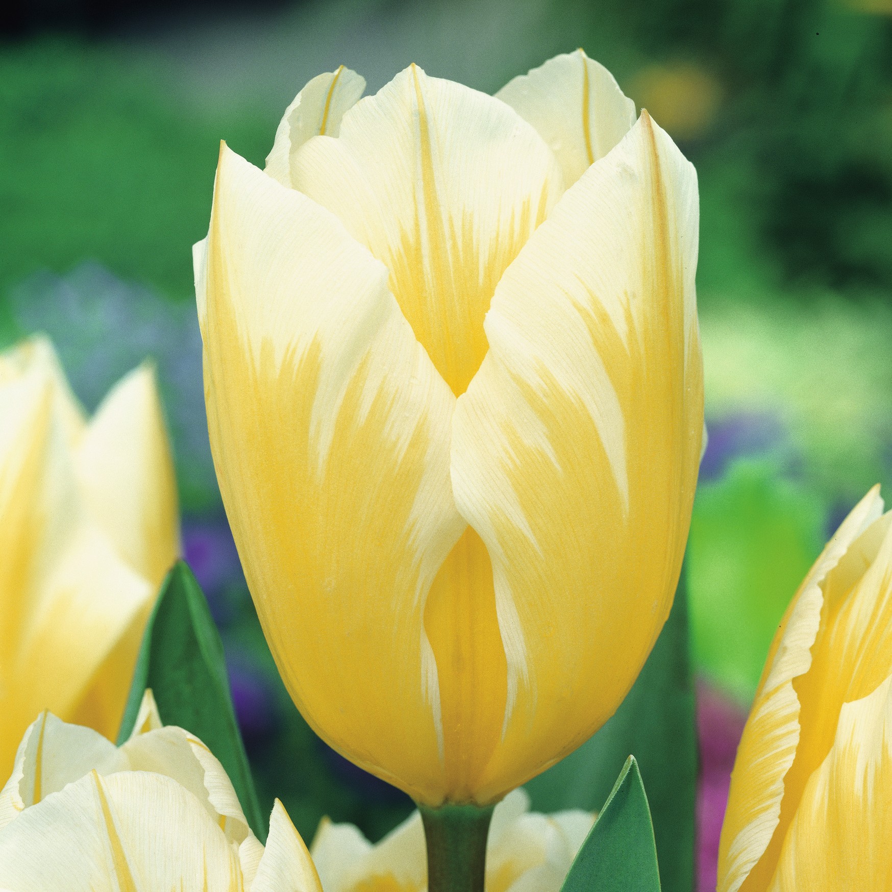 Fosteriana-Tulpen Sweetheart