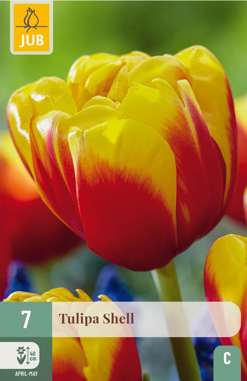 Gefüllte frühe Tulpen Shell