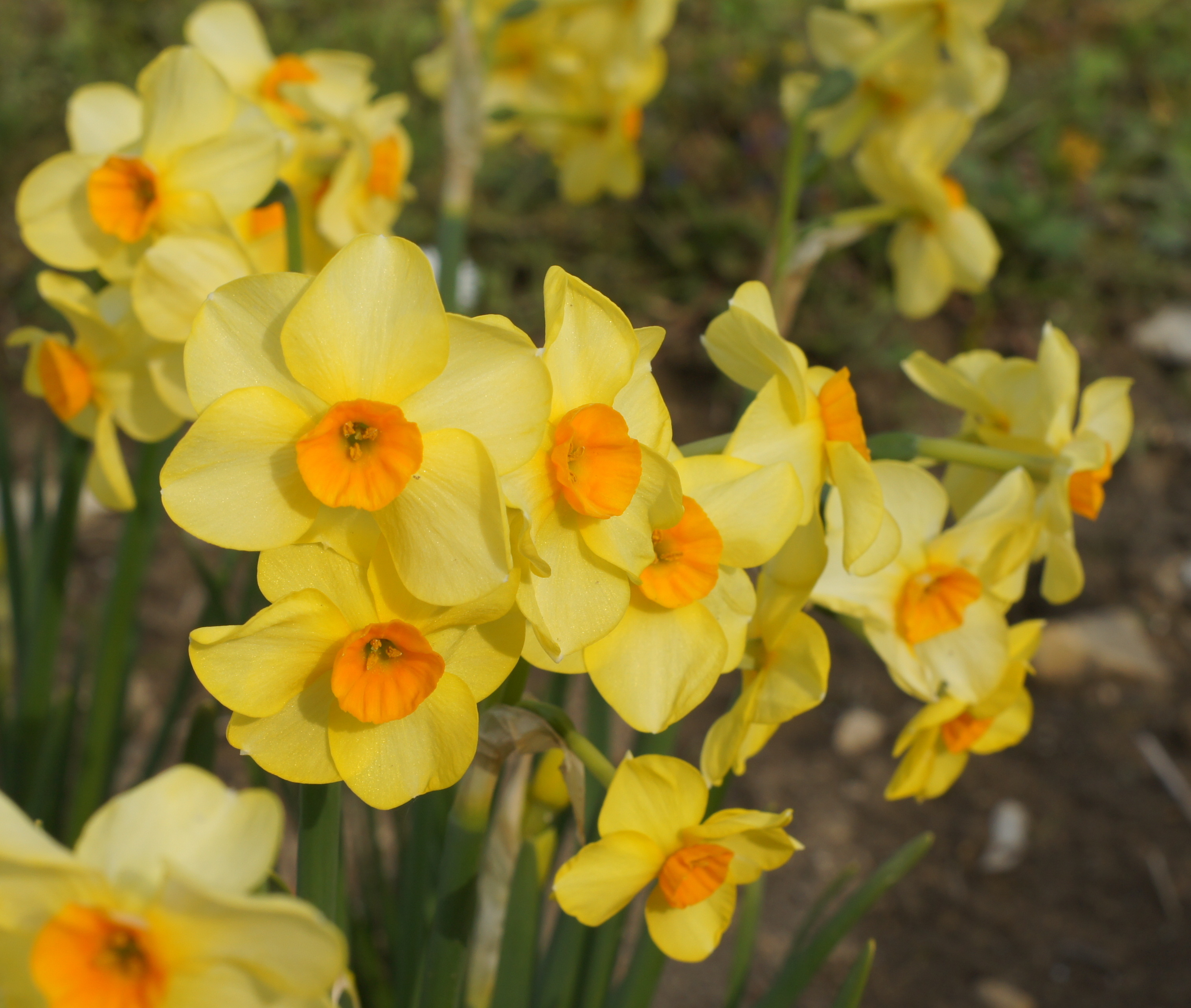 Nahaufnahme von gelben Narzissen (Osterglocken) mit orangefarbener Trompete im Beet, Frühlingsblumen