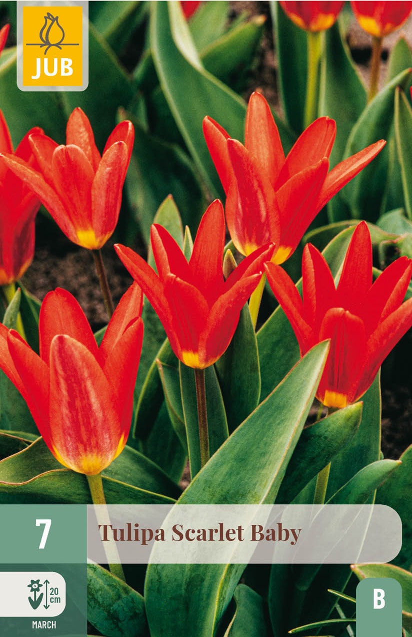 Kaufmanniana-Tulpen Scarlet Baby
