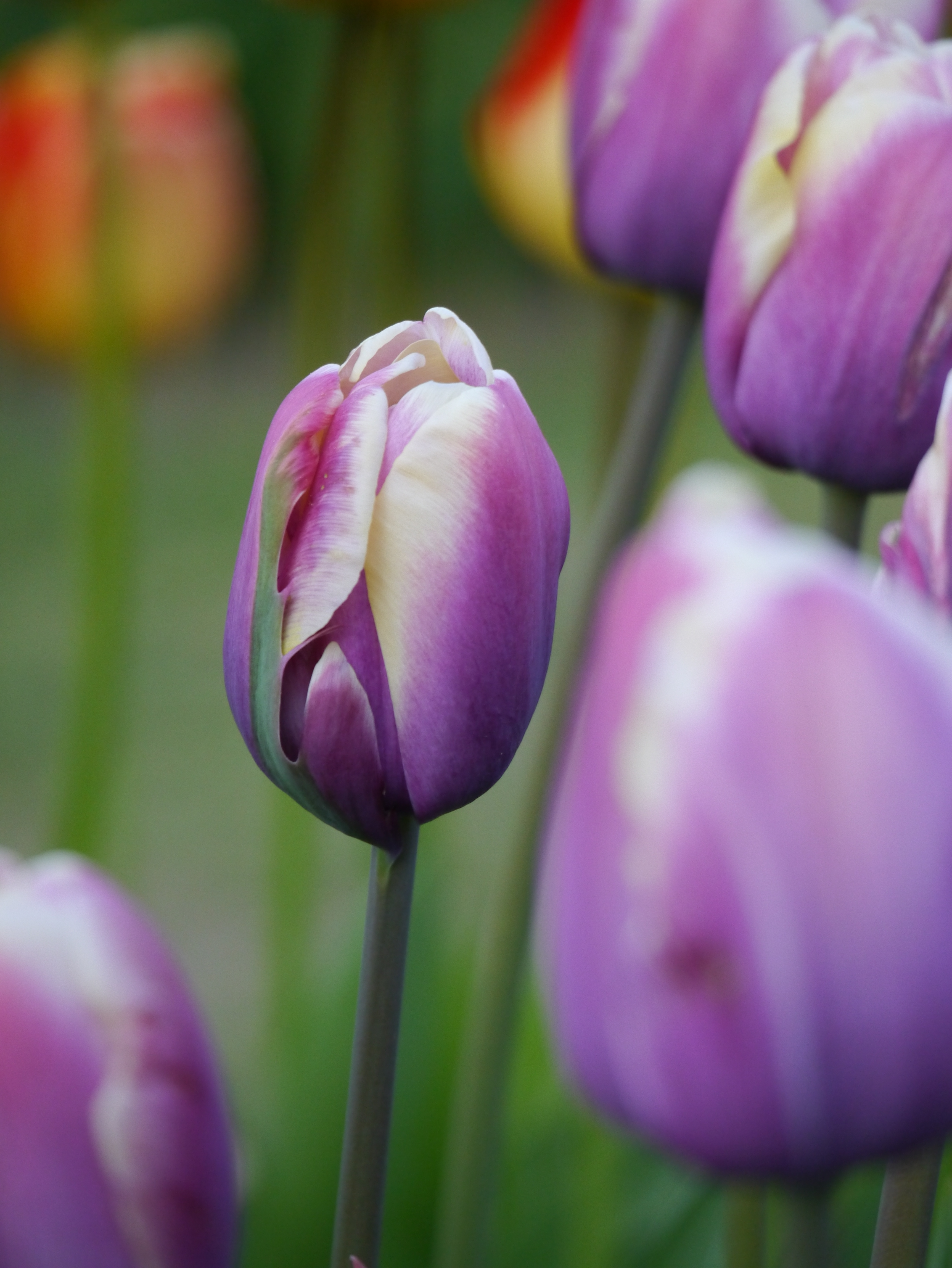 Nahaufnahme einer violett-weißen Tulpe mit cremefarbenen Akzenten und geschlossenem Kelch vor unscharfem grünem Hintergrund
