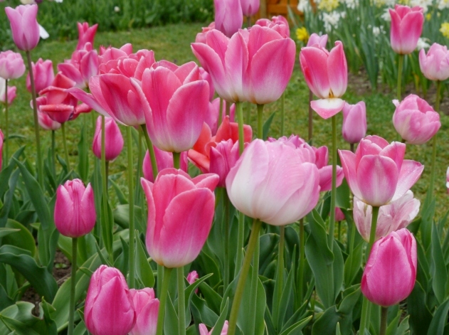 22011_Töne in Rosa_2 Nahaufnahme von rosa Tulpen in einem Beet im Garten mit grünen Blättern und Rasen im Hintergrund
