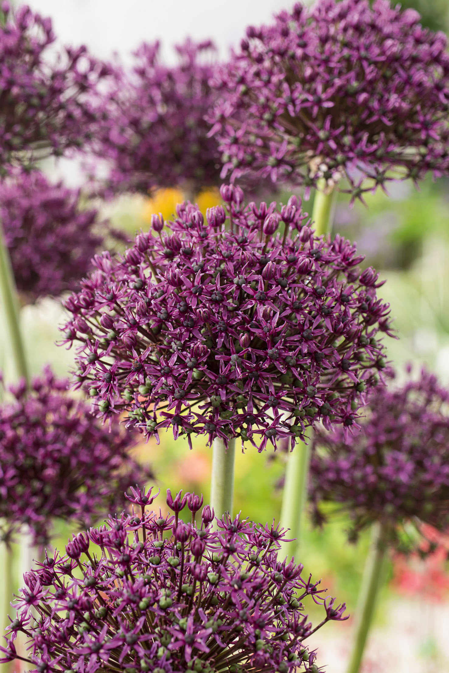 245340_Allium Miami_FM Nahaufnahme lila Allium Zierlauch mit kugelförmigen Doldenblüten im Garten