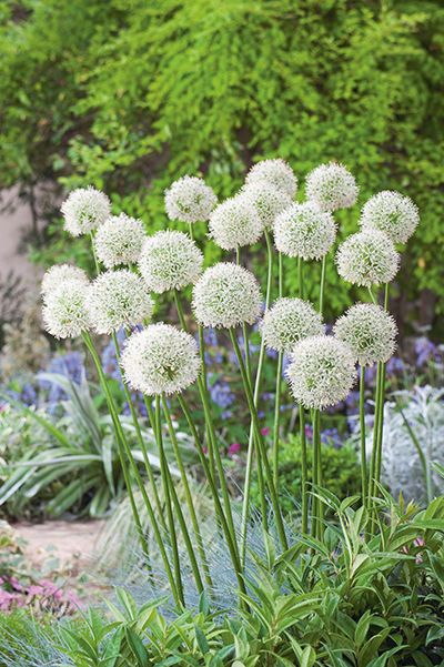 Allium Mount Everest