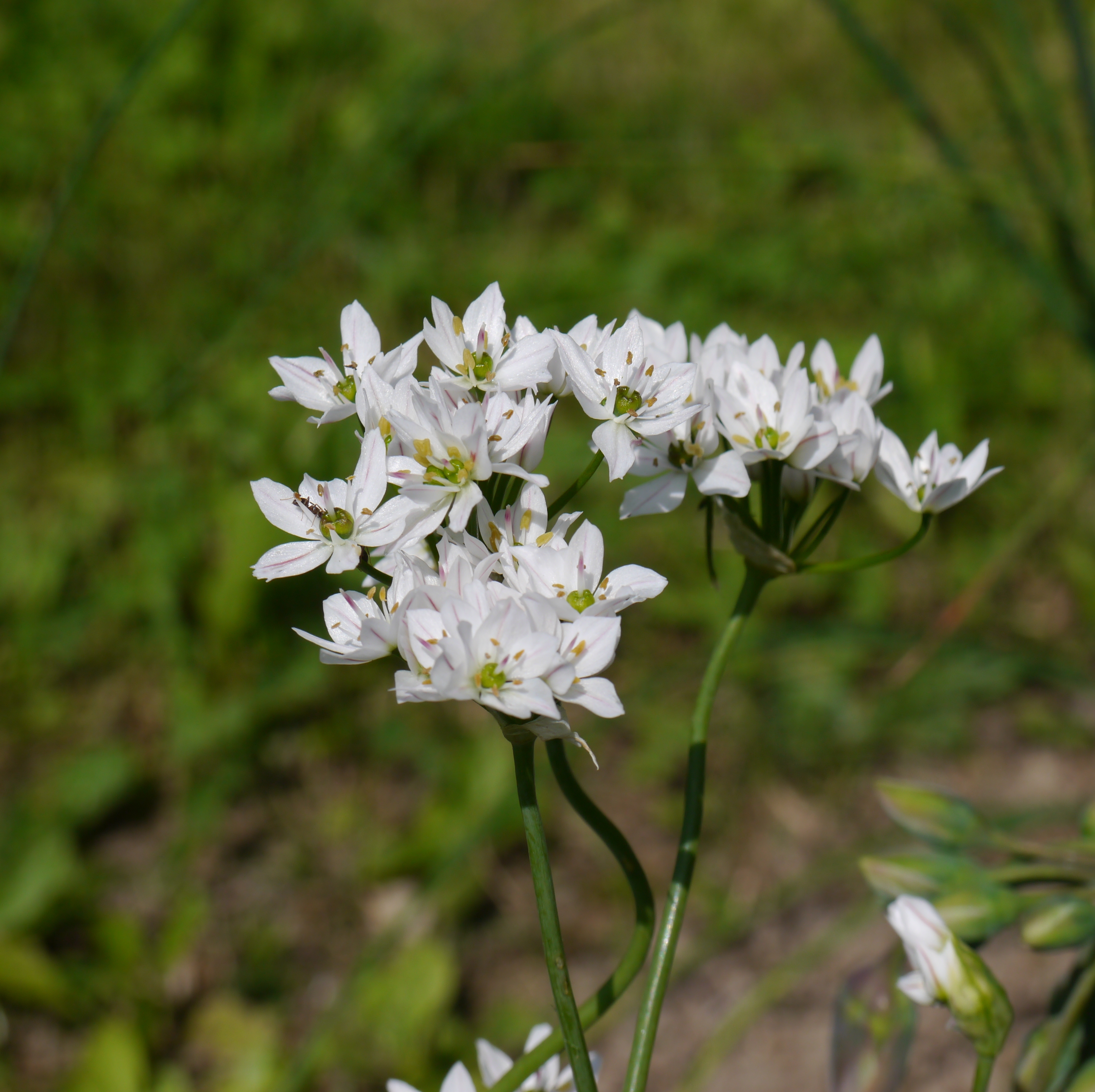 260136_Allium neapolitanum Nahaufnahme mehrerer weißer Zierlauch-Blüten (sternförmig) auf schlanken grünen Stängeln vor unscharfem grünem Hintergrund