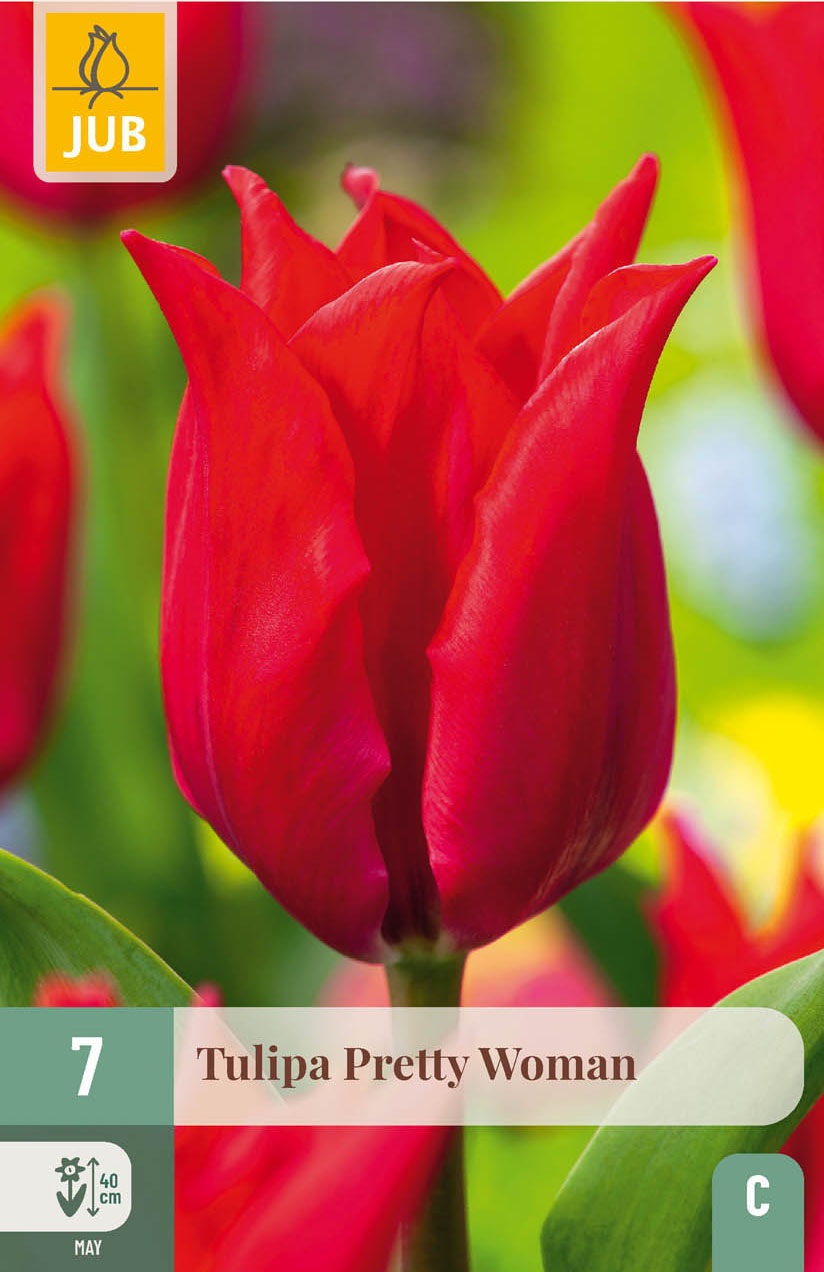 Lilienblütige Tulpen Pretty Woman
