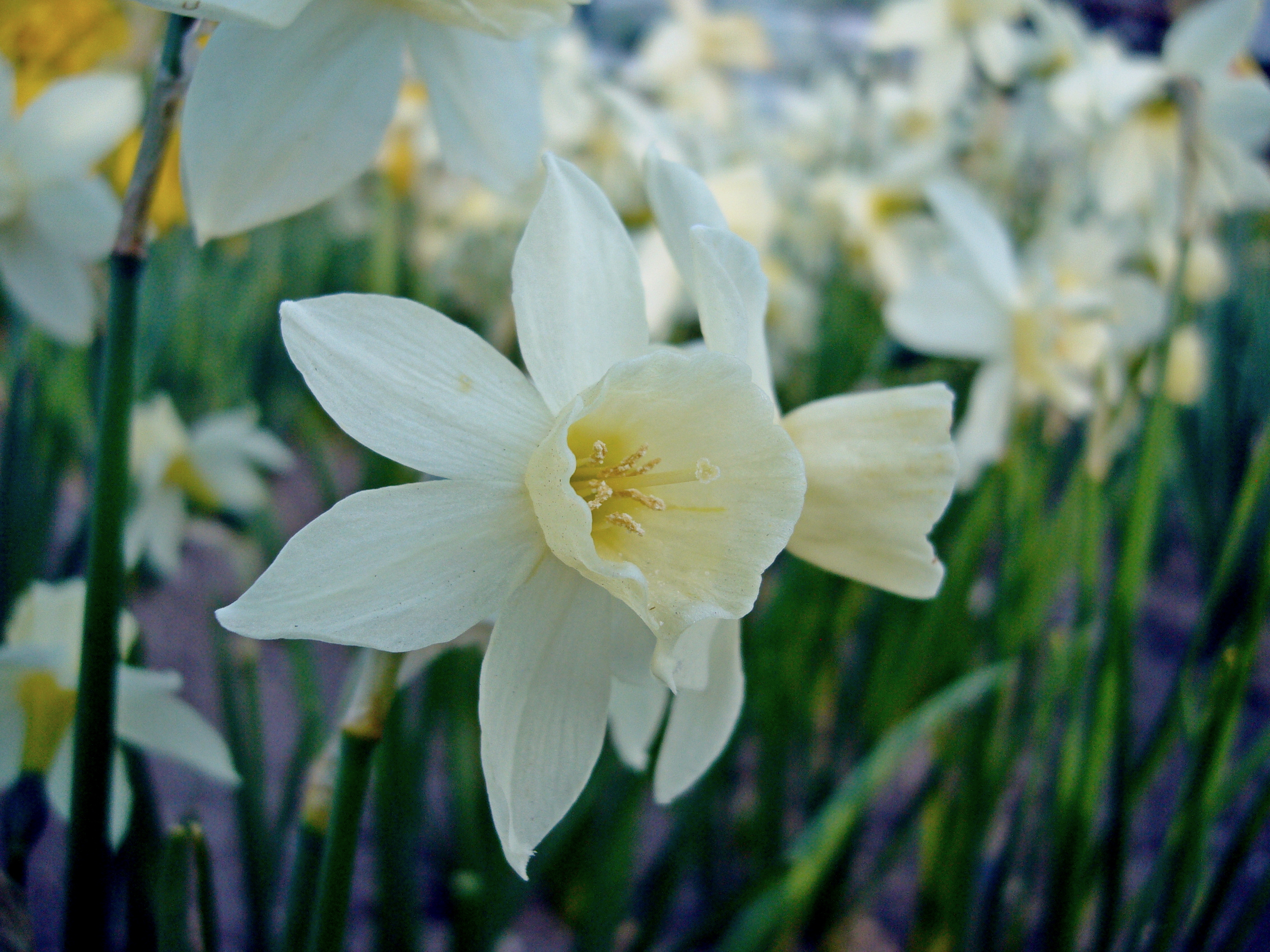 Nahaufnahme einer weiß-gelben Narzisse mit hellgelber Trompetenkrone und fünf weißen Blütenblättern; im unscharfen Hintergrund weitere Blüten und grüne Stängel