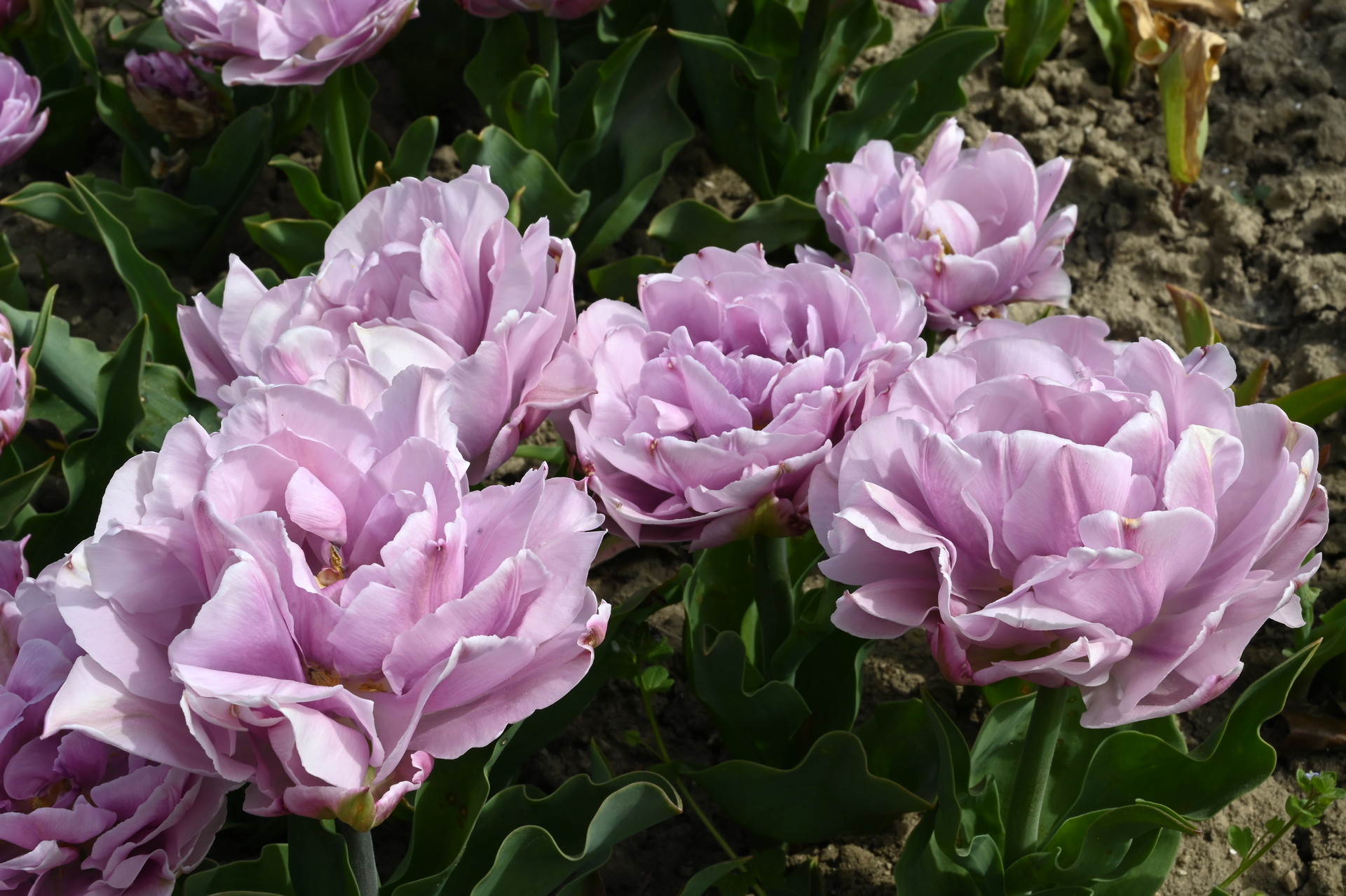 Gefüllte späte Tulpen  Katinka