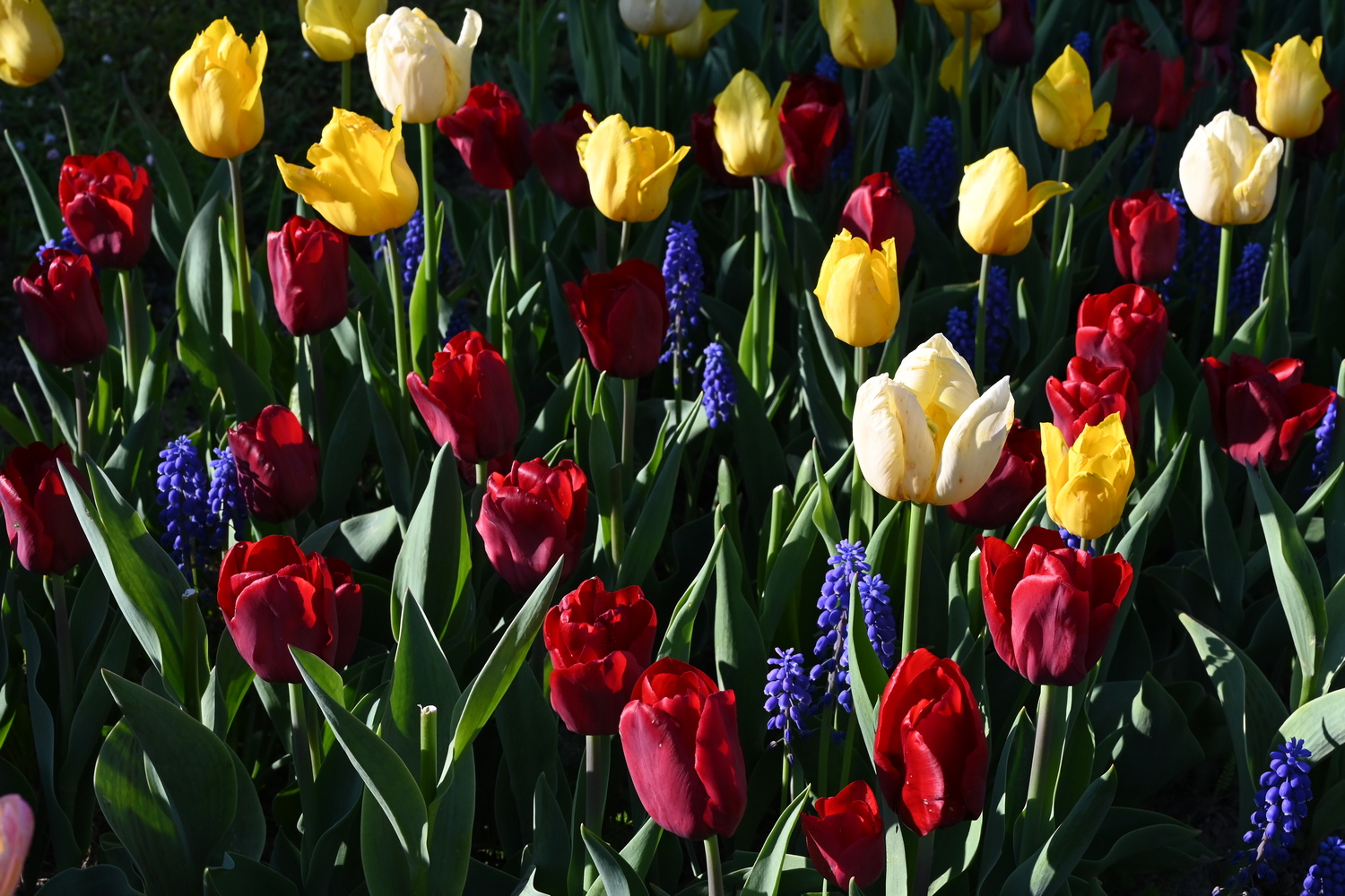 Blumenzwiebel-Mischung Moritz-Janis