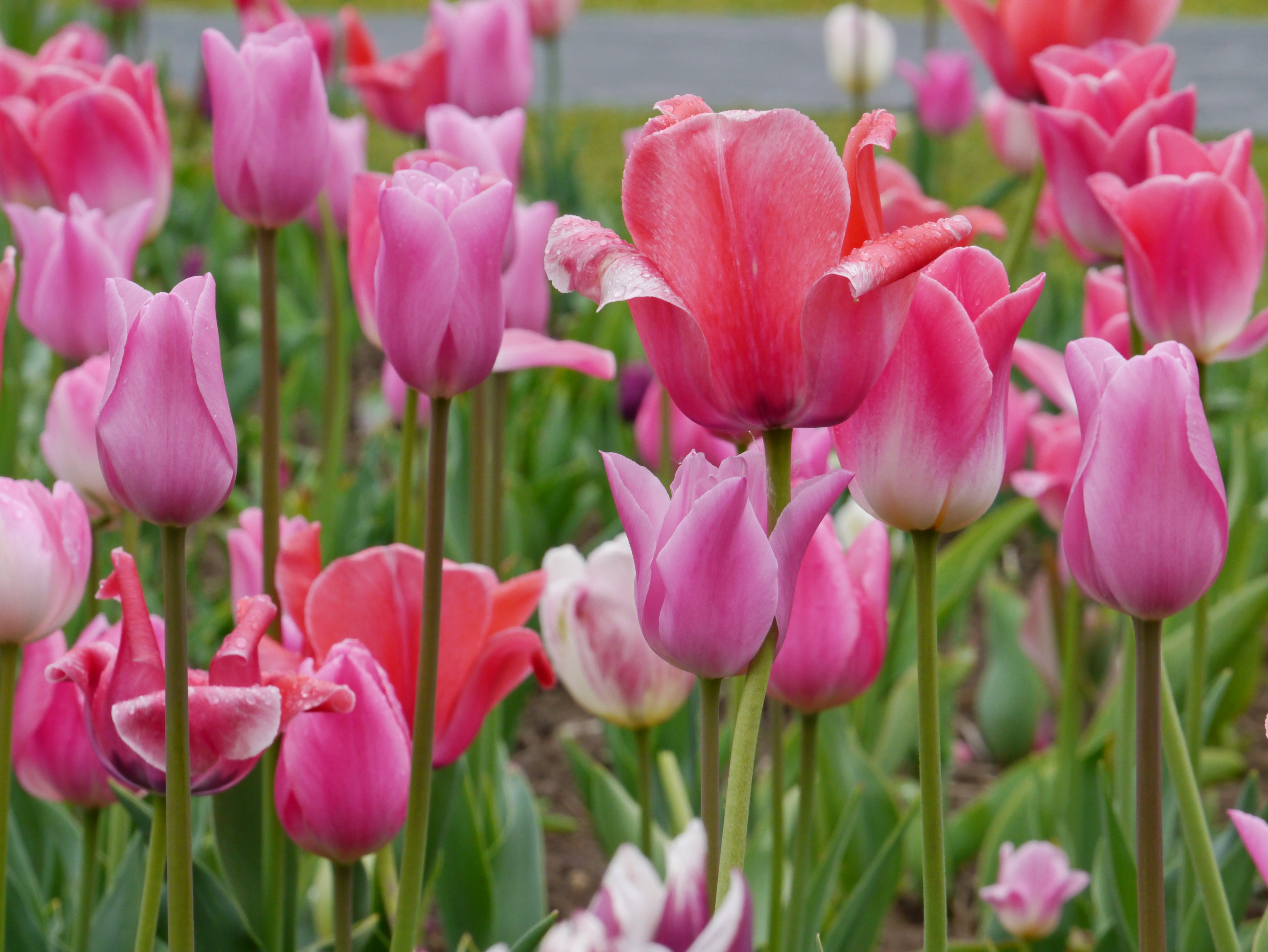 22011_Töne in Rosa_1 Nahaufnahme rosa Tulpen im Gartenbeet mit Tautropfen auf den Blüten