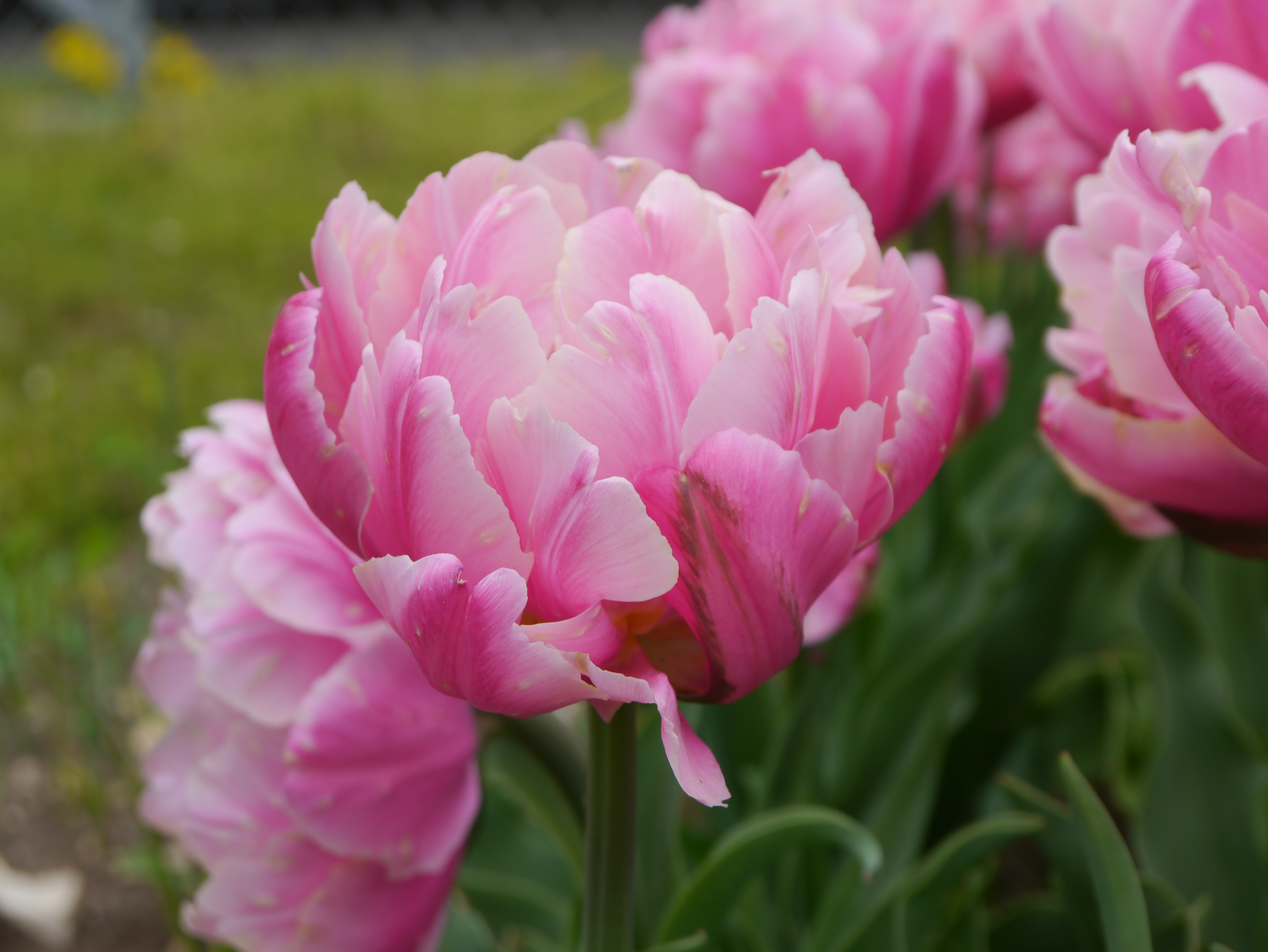222352_Gef. späte Tulpen Pink Star Nahaufnahme einer rosa gefüllten Tulpenblüte im Garten, mehrere geöffnete Blüten und grünes Blattwerk im Hintergrund