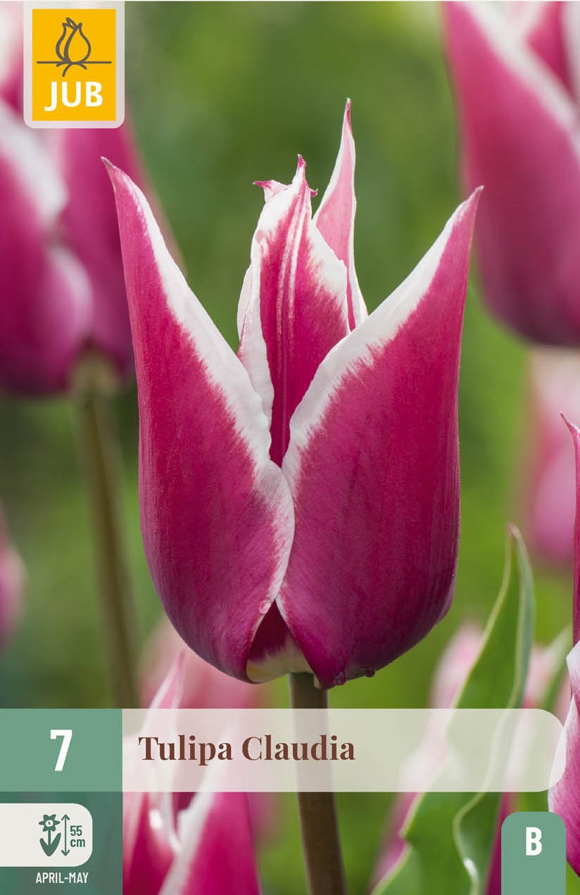 Lilienblütige Tulpen Claudia