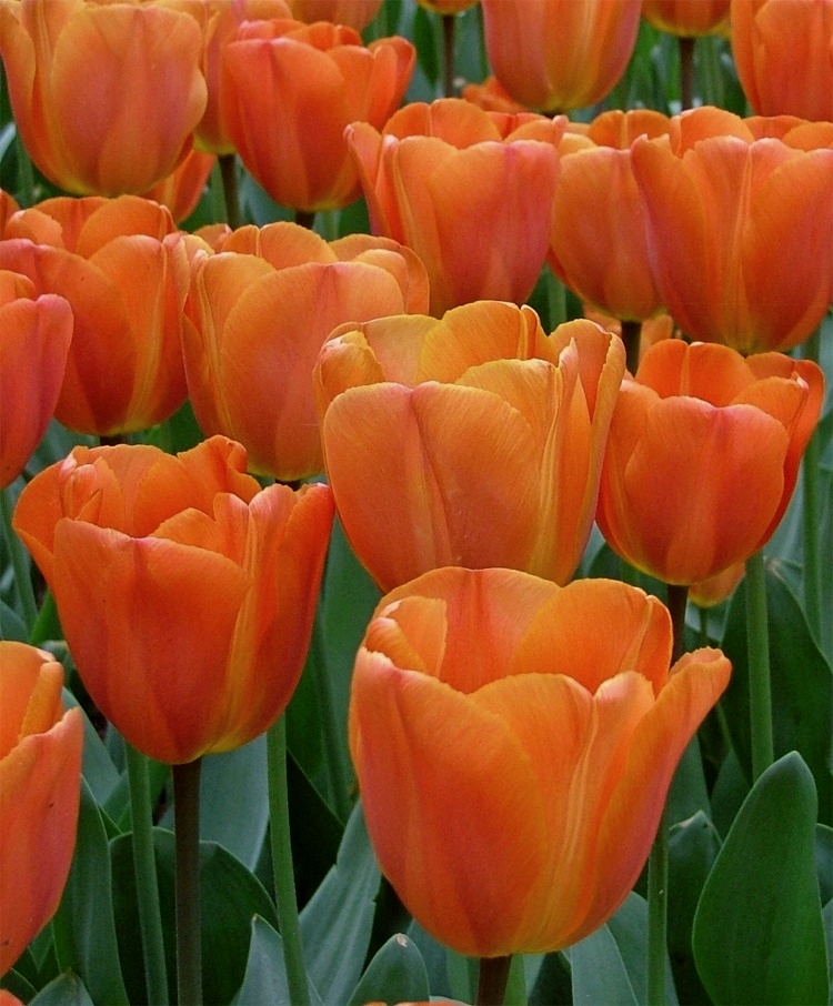 223071_Triumph-Tulpen Annie Schilder_1 Nahaufnahme mehrerer orangefarbener Tulpen mit grünen Blättern im Beet