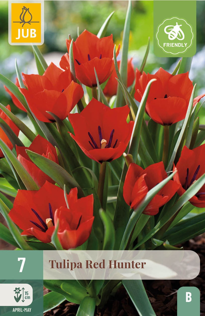 Tulipa batalini Red Hunter