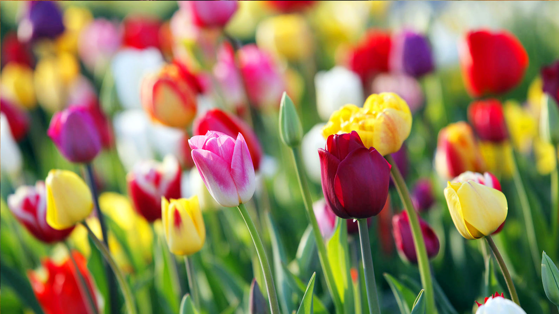 Bunte Tulpenblüte im Frühling Nahaufnahme von verschiedenen farbigen Tulpen in einem blühenden Garten