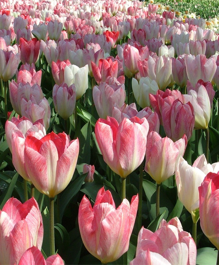 Fosteriana Tulpen im Frühling Feld mit rosa und weißen Tulpen in voller Blüte, ideal für Frühlingsdekoration