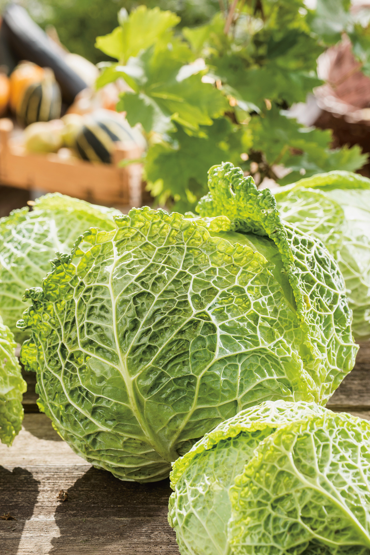 Wirsing Advent-Wirsing