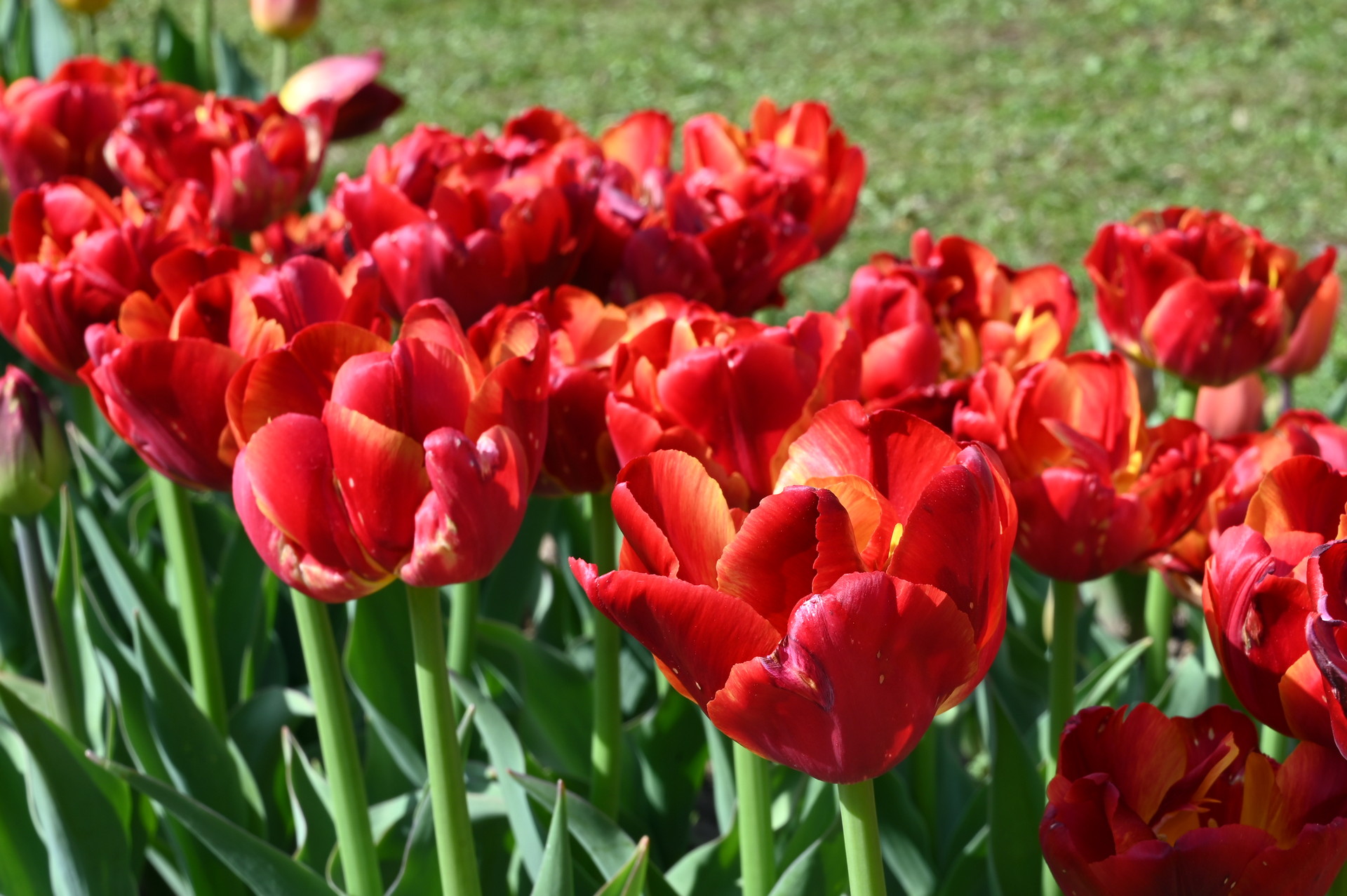 Gefüllte frühe Tulpen  Tropical Sensation