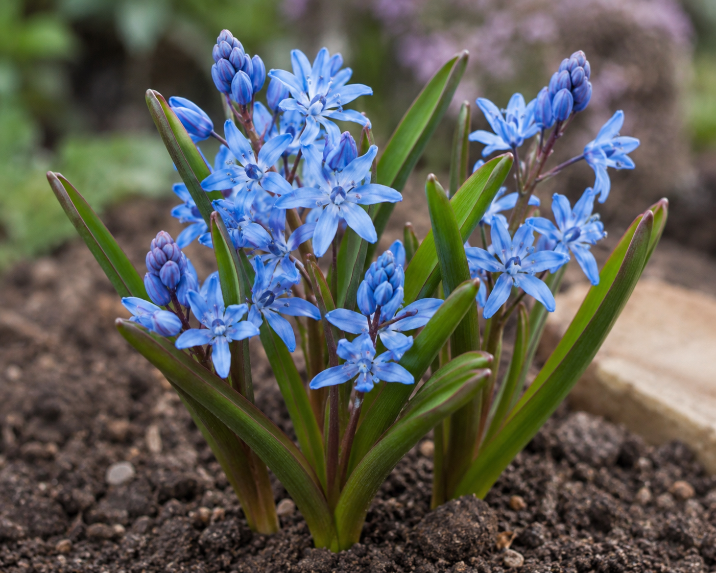 Scilla bifolia