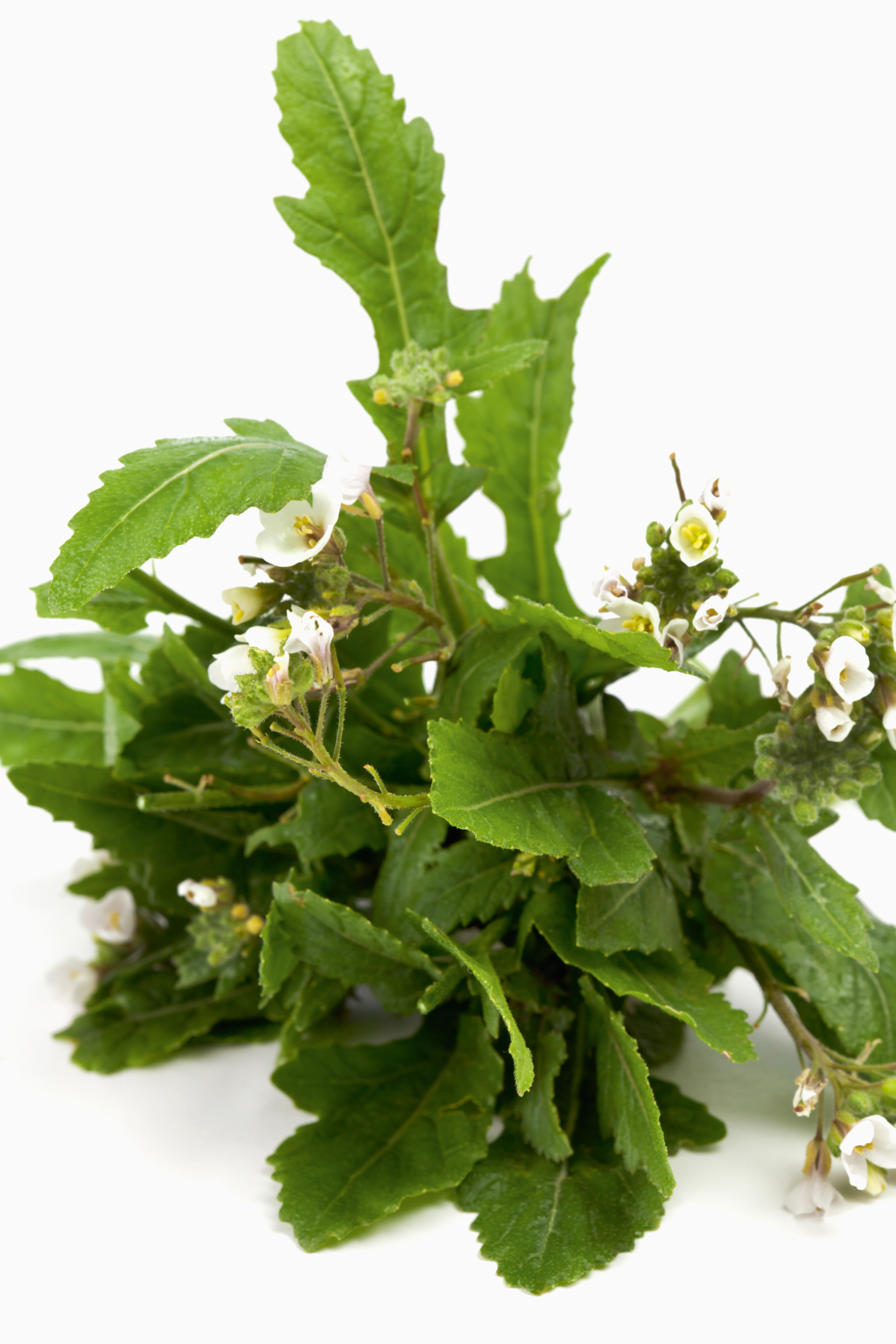 Wasabi-Rauke