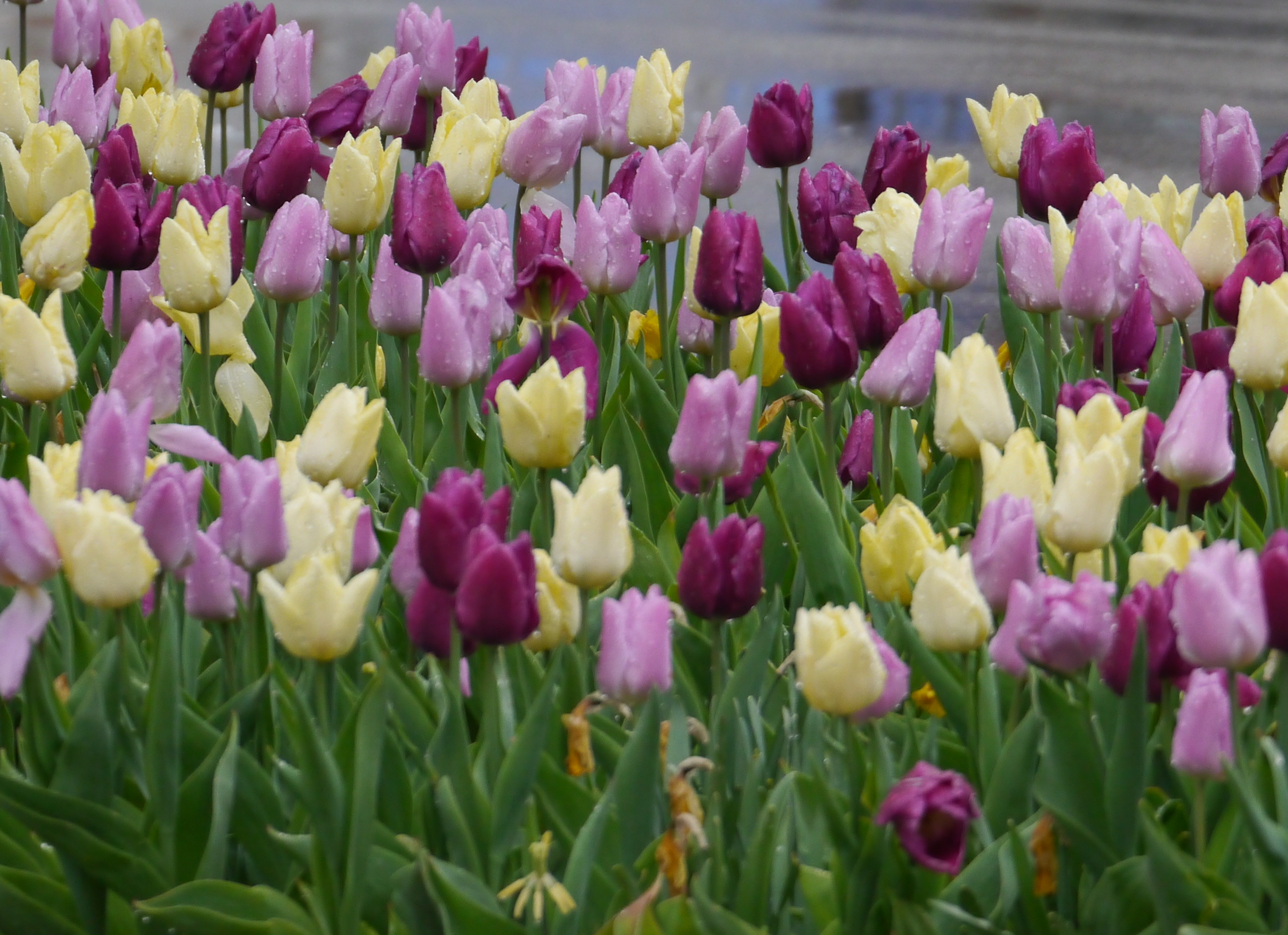 Einfache frühe Tulpen Neon Mix