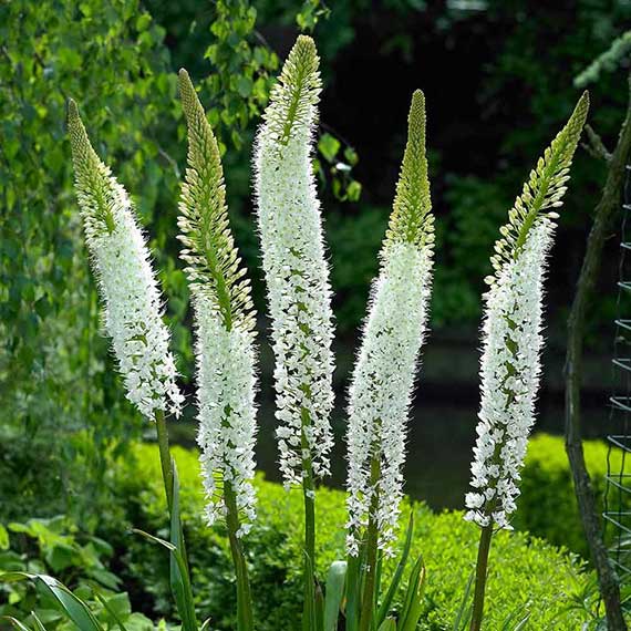 Eremurus White Beauty Hohe weiße Ährenblüten einer Sommerstaude im grünen Garten
