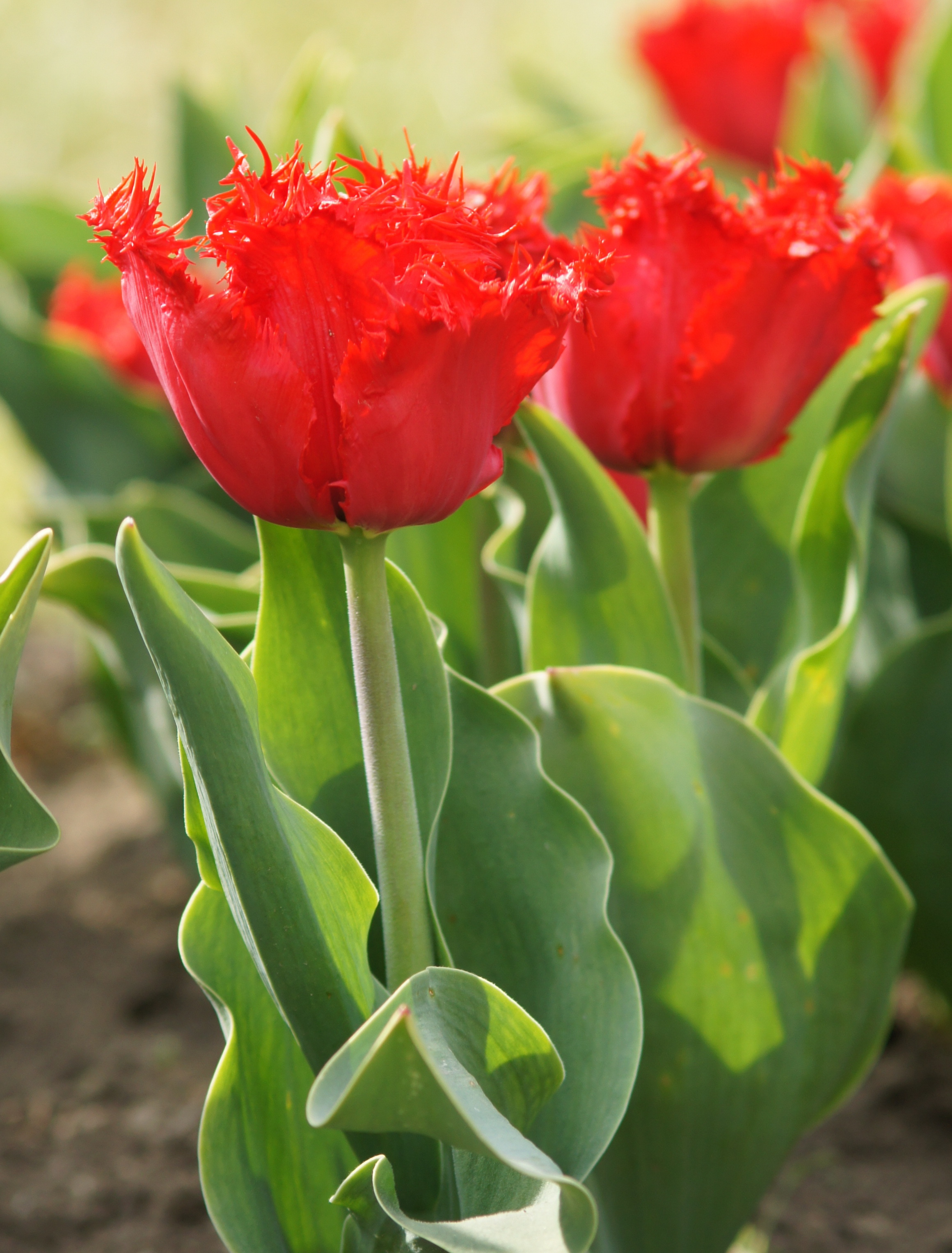 239202_Crispa-Tulpen Indiana Nahaufnahme einer roten fransigen Tulpe mit gezackten Blütenrändern und grünen Blättern