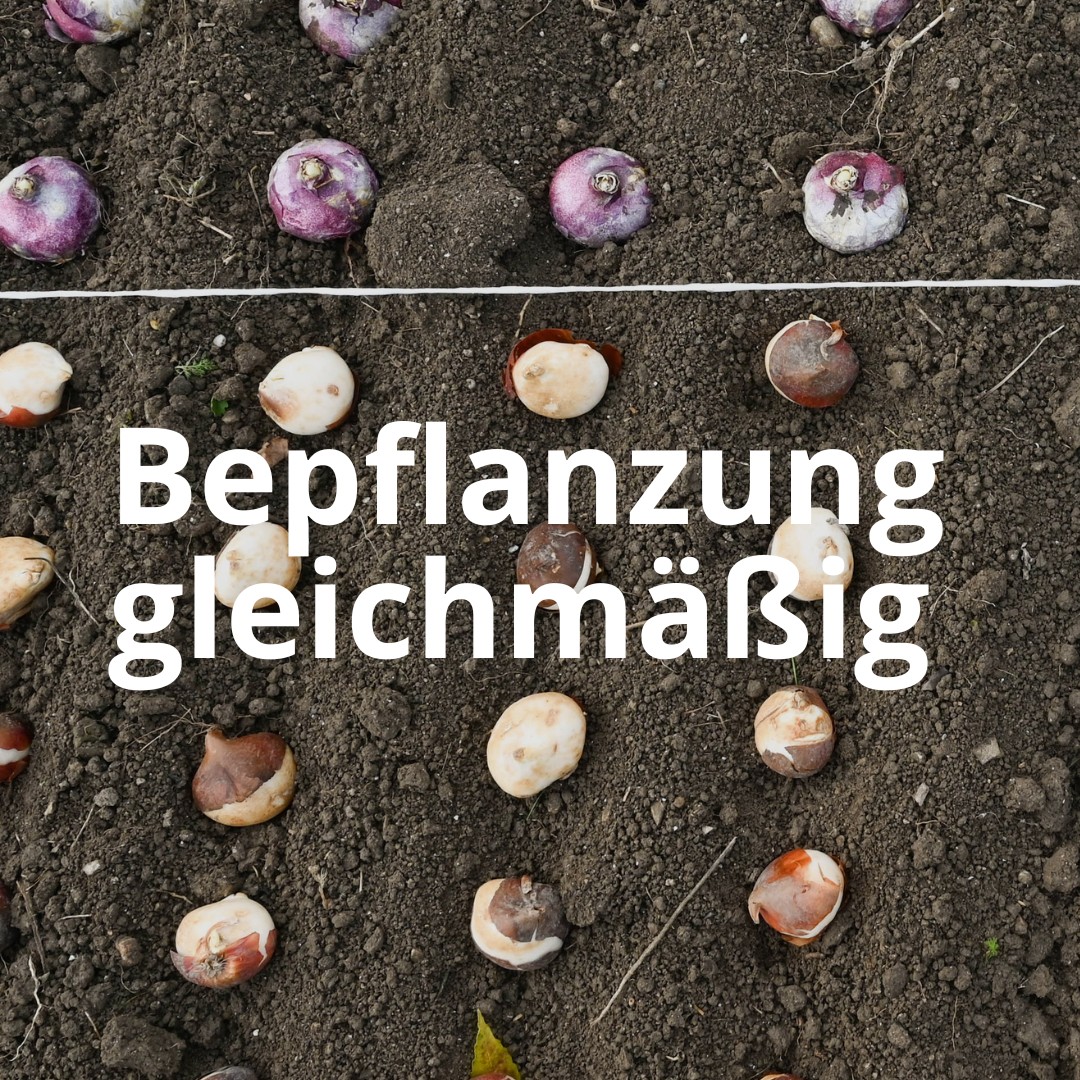 gleichmäßige Bepflanzung mit Tulpenzwiebeln gleichmäßige Bepflanzung mit Tulpenzwiebeln