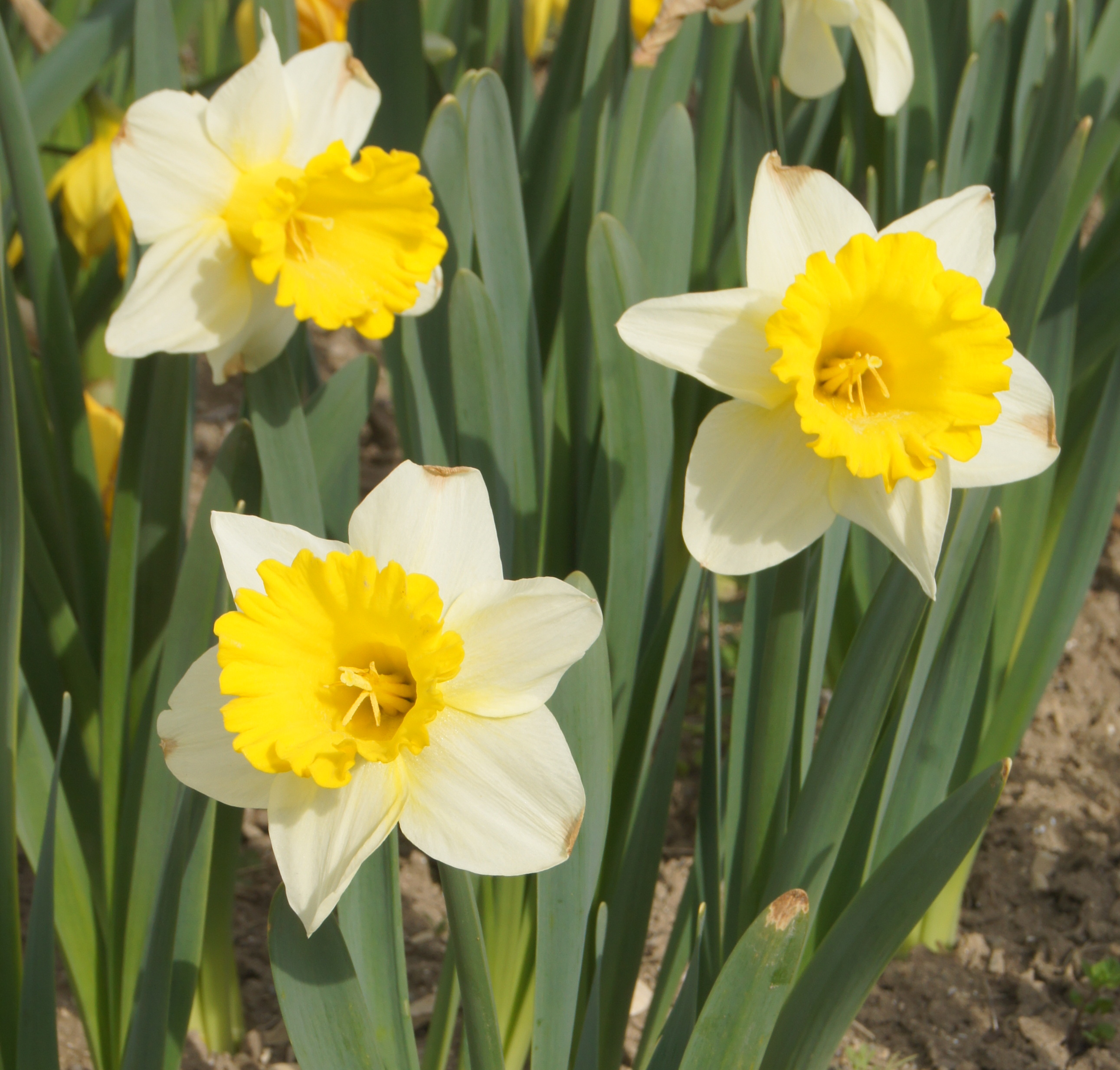 342792_Trompeten-Narzissen Goblet_1 Drei blühende Narzissen mit weißen Blütenblättern und einer leuchtend gelben Trompete, aufgenommen im Beet mit grünen Blättern und Erde im Hintergrund