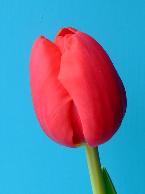 Triumph-Tulpen Surrender