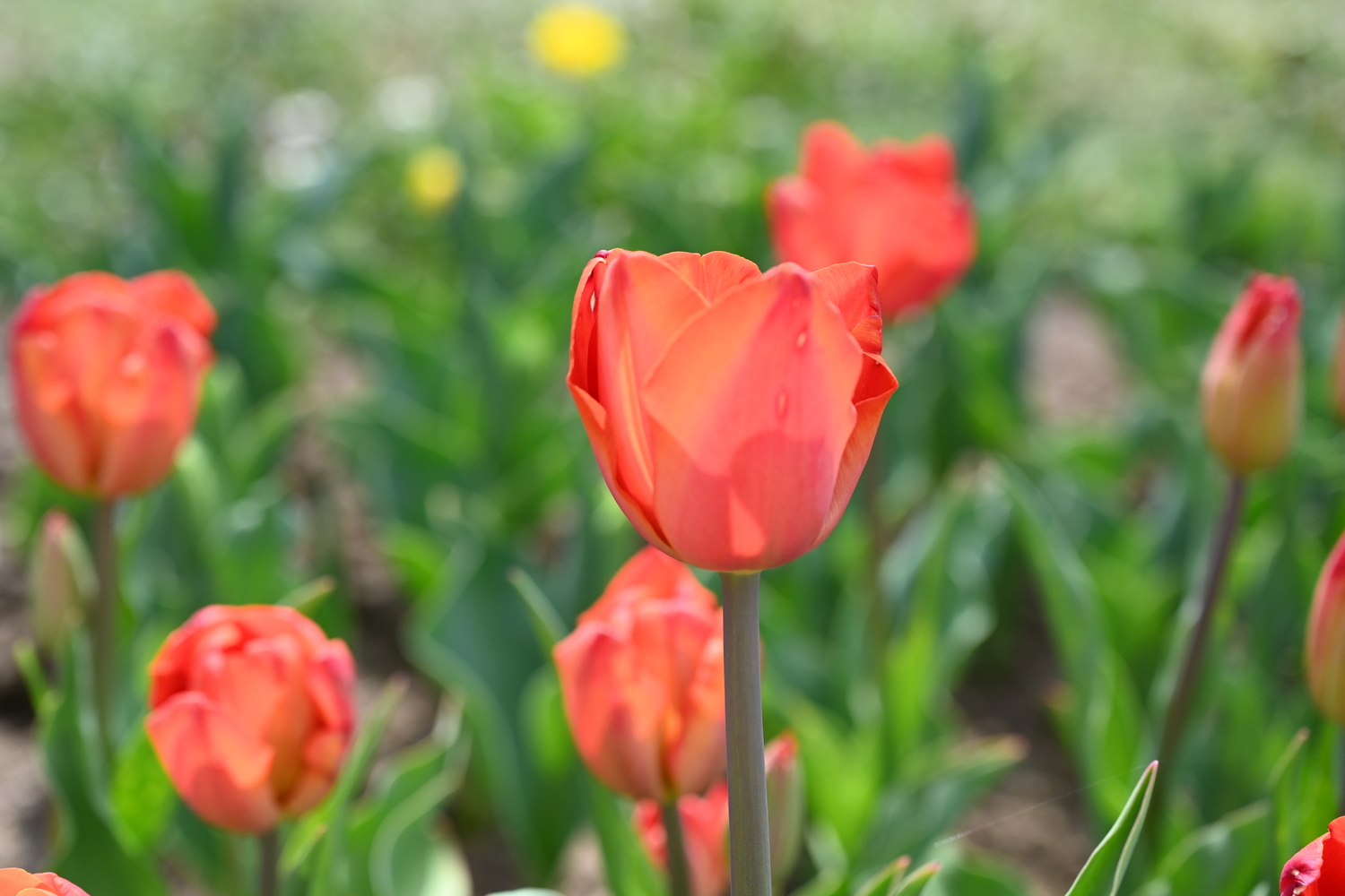 Nahaufnahme einer roten Tulpe mit Tautropfen auf den Blütenblättern vor unscharfem Tulpenfeld