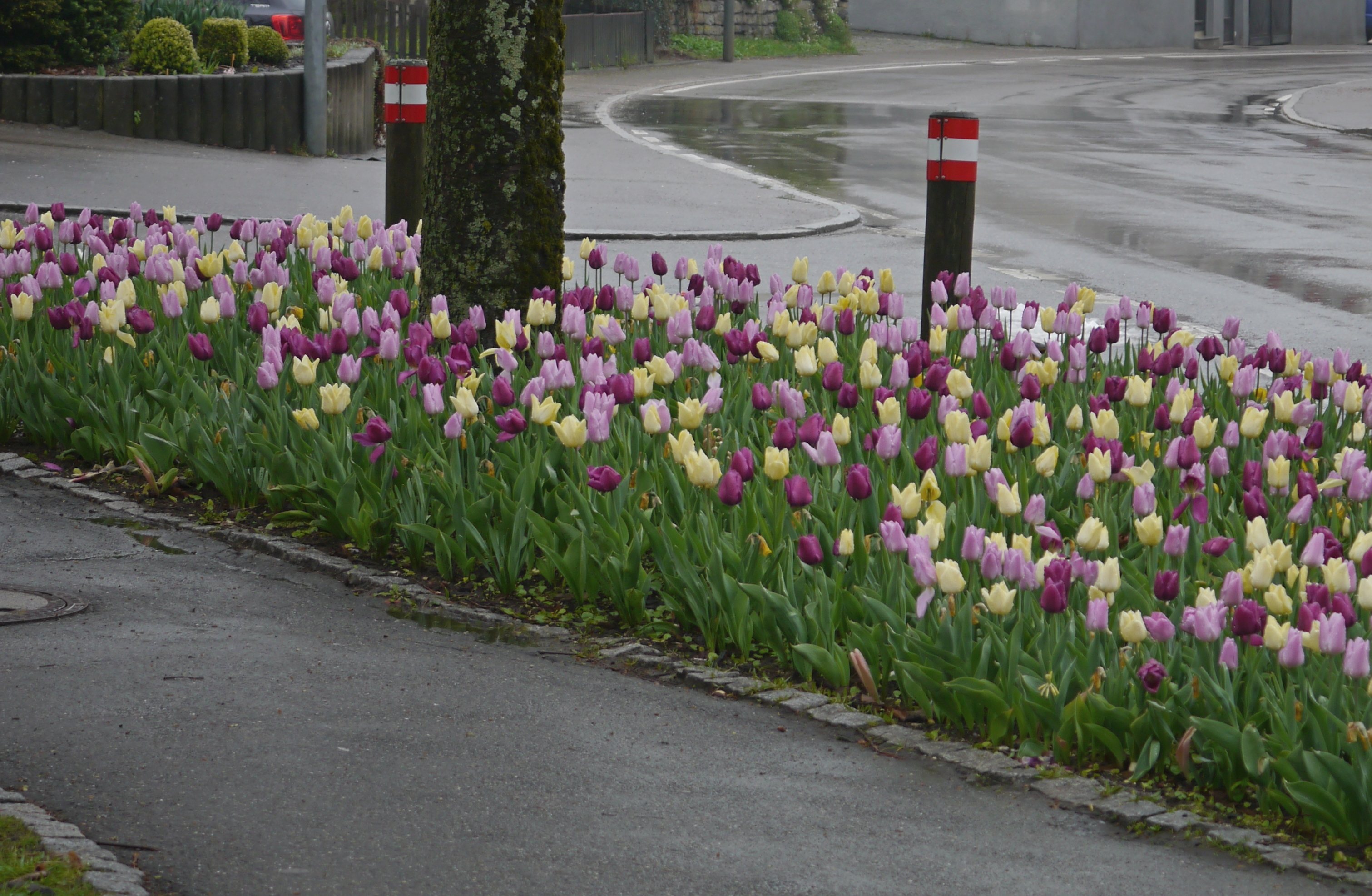 Einfache frühe Tulpen Neon Mix