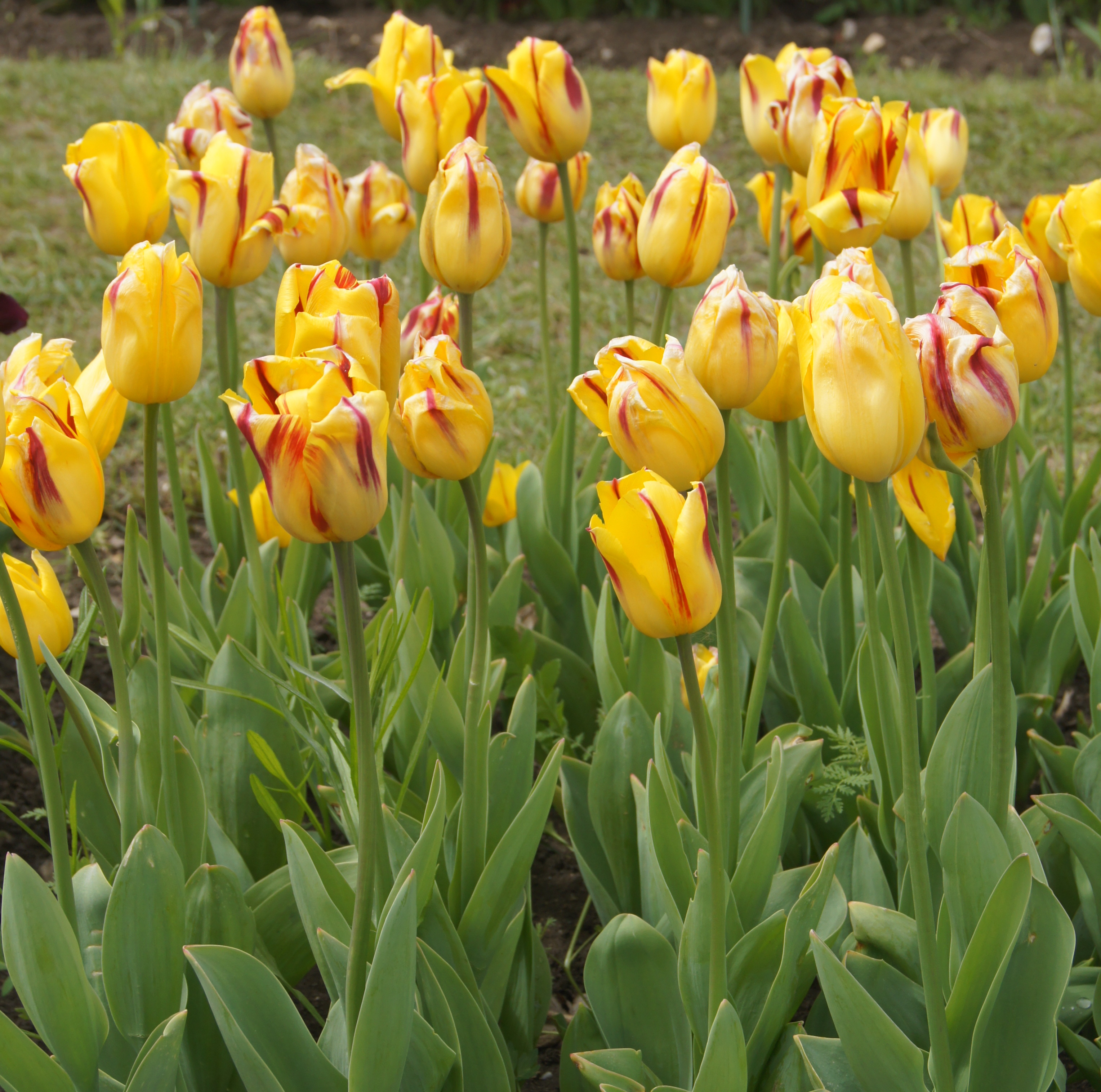 223962_Triumph-Tulpen Helmar_2 Gelbe Tulpen mit roten Streifen im Beet, Nahaufnahme mehrerer blühender Tulpen auf grünen Stielen im Frühlingsgarten